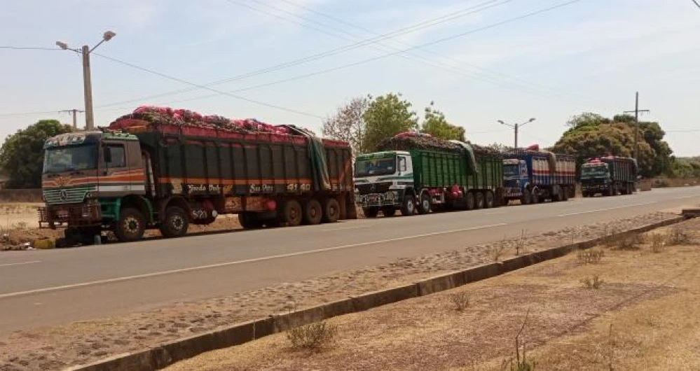 Image de Société. L’interdiction récente de l'exportation des produits vivriers en Côte d'Ivoire, en vigueur depuis le 15 janvier 2024, soulève une série de questions cruciales sur l'équilibre entre la sécurité alimentaire nationale et les implications économiques pour les producteurs et exportateurs locaux. Cette mesure, instaurée pour une durée de six mois, a conduit à des situations délicates comme celle des transporteurs de bananes à Tengrela, confrontés à des pertes significatives. Contexte de la Mesure Pour comprendre cette décision, il est essentiel de se pencher sur le contexte économique et agricole de la Côte d'Ivoire. En tant que l'un des plus grands producteurs agricoles de la région, le pays joue un rôle clé dans l'approvisionnement alimentaire de l'Afrique de l'Ouest. Cependant, la fluctuation des marchés, les conditions climatiques variables et la pression démographique ont rendu la gestion de la sécurité alimentaire plus complexe. Impact sur les Transporteurs et Exportateurs L'impact immédiat de cette mesure a été ressenti par les transporteurs et les exportateurs comme Mme Salimanta Coulibaly. Ces acteurs économiques se retrouvent pris au piège entre les directives gouvernementales et les impératifs économiques. La détérioration des cargaisons de bananes illustre la fragilité des chaînes d'approvisionnement en cas de changement soudain de politique. Les Enjeux de la Sécurité Alimentaire La décision du gouvernement ivoirien s'inscrit dans un contexte plus large de préoccupations croissantes en matière de sécurité alimentaire. Avec une population en croissance et des défis climatiques, garantir l'accès à une nourriture suffisante et abordable est devenu un enjeu majeur. Cette mesure semble être une réponse proactive pour préserver les ressources alimentaires nationales. Réactions et Conséquences Économiques La réaction des exportateurs et des communautés d'affaires a été largement négative. Les pertes financières, notamment pour ceux qui avaient investi dans des produits maintenant invendables, soulèvent des questions sur les compensations et le soutien du gouvernement aux entreprises affectées. De plus, cette situation a des répercussions sur les relations commerciales avec les pays voisins, en particulier le Mali, principal destinataire de ces exportations. Dialogue Entre Gouvernement et Secteur Privé Un aspect crucial dans cette situation est le besoin de dialogue entre le gouvernement et les acteurs du secteur privé. La communication précoce et la collaboration pourraient aider à atténuer les impacts négatifs de telles mesures. La mise en place de mécanismes de consultation pourrait prévenir les conséquences imprévues et favoriser une transition plus douce vers de nouvelles politiques. Alternatives et Solutions Possibles Face à cette crise, il est impératif de rechercher des solutions alternatives. Par exemple, des programmes de compensation pour les exportateurs touchés, ou des initiatives pour rediriger les produits vers des marchés locaux ou des besoins en aide alimentaire. De plus, le développement de politiques agricoles plus flexibles et adaptatives pourrait aider à prévenir de telles situations à l'avenir. Implications Régionales et Internationales L'impact de cette mesure dépasse les frontières de la Côte d'Ivoire. Elle soulève des questions sur la coopération régionale en matière de sécurité alimentaire et sur le rôle des politiques nationales dans un contexte économique mondialisé. La manière dont la Côte d'Ivoire gérera cette crise pourrait servir de modèle pour d'autres pays confrontés à des défis similaires. Le Rôle de l'Innovation et de la Technologie Dans ce contexte, l'innovation et la technologie pourraient jouer un rôle crucial. Le développement de solutions pour prolonger la durée de vie des produits, améliorer les chaînes d'approvisionnement, et créer de nouveaux marchés pourrait aider à atténuer les effets de telles mesures. Équilibre Entre Mesures d'Urgence et Stratégies à Long Terme Il est important de trouver un équilibre entre les interventions d'urgence, comme l'interdiction d'exportation, et les stratégies à long terme pour assurer la durabilité et la résilience des systèmes alimentaires. Cela implique de réfléchir à des moyens de renforcer la production locale tout en maintenant des relations commerciales saines avec les pays voisins. La mesure d'interdiction d'exportation des produits vivriers en Côte d'Ivoire présente un cas complexe de gestion des priorités nationales face aux réalités économiques. Alors que le gouvernement cherche à protéger sa sécurité alimentaire, les exportateurs et les transporteurs subissent les conséquences économiques de cette décision. Cette situation soulève des questions sur l'équilibre entre les besoins immédiats et les stratégies à long terme dans la gestion des ressources alimentaires. Dans un monde où les enjeux de sécurité alimentaire sont de plus en plus prégnants, comment les gouvernements peuvent-ils élaborer des politiques qui protègent à la fois les intérêts nationaux et les acteurs économiques, tout en favorisant la coopération régionale et internationale ?