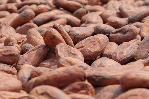 Image de Agriculture. En janvier 2024, les cacaoculteurs camerounais récoltent les fruits d'une stratégie à haut risque mais potentiellement plus lucrative. La libéralisation de leur marché leur permet de bénéficier pleinement de la flambée des prix internationaux, un avantage significatif dans un contexte de demande mondiale en hausse. Cependant, cette approche comporte des risques notables. En l'absence de protection ou de stabilisation étatique, les agriculteurs camerounais sont totalement exposés aux caprices volatils du marché mondial. Une baisse soudaine des prix internationaux pourrait les laisser vulnérables, sans filet de sécurité. Côte d'Ivoire : La Stabilité au Prix de l'Opportunité À l'opposé, la Côte d'Ivoire, le plus grand producteur mondial de cacao, a choisi une approche plus conservatrice. Le Conseil café-cacao (CCC) y joue un rôle crucial dans la stabilisation du prix d'achat à la ferme, offrant aux agriculteurs une protection contre la volatilité des marchés. Cette stratégie garantit aux cacaoculteurs un revenu stable, même en période de baisse des prix mondiaux. Néanmoins, en période de hausse des prix, comme c'est le cas actuellement, les agriculteurs ivoiriens ne profitent pas de l'augmentation des prix autant que leurs homologues camerounais. Les Défis Communs : Durabilité et Équité Au-delà de ces différences, les producteurs des deux pays font face à des défis communs : la durabilité environnementale et l'équité socio-économique. Les pratiques de culture durable, la lutte contre la déforestation et l'amélioration des conditions de vie des agriculteurs sont des enjeux majeurs. Impact du Changement Climatique Le changement climatique ajoute une autre couche de complexité. Avec des prévisions de températures en hausse et des précipitations irrégulières, la production de cacao est menacée. Les agriculteurs doivent s'adapter à ces nouvelles réalités, ce qui pourrait nécessiter un soutien accru de la part des gouvernements et des organisations internationales. La Question de l'Équité sur le Marché International Un autre aspect crucial est l'équité sur le marché international. Les producteurs de cacao, bien qu'essentiels à l'industrie mondiale du chocolat, ne reçoivent souvent qu'une fraction de la valeur finale du produit. Ce déséquilibre appelle à une réflexion plus profonde sur la répartition équitable des bénéfices au sein de la chaîne de valeur du cacao. Vers une Meilleure Intégration Régionale Face à ces défis, une meilleure intégration régionale pourrait être une stratégie bénéfique. En collaborant, les pays producteurs de cacao d'Afrique pourraient mieux négocier sur le marché mondial, améliorer les pratiques de production et partager des solutions innovantes pour la durabilité. En conclusion, le prix actuel du cacao en Côte d'Ivoire et au Cameroun reflète non seulement des stratégies économiques distinctes mais aussi des choix politiques et sociaux profonds. Alors que le Cameroun profite actuellement de prix plus élevés, la Côte d'Ivoire bénéficie d'une stabilité économique. Cependant, la question demeure : quelle est la meilleure approche à long terme pour assurer à la fois la stabilité économique des agriculteurs et la durabilité environnementale de la production de cacao? Peut-on envisager un modèle qui maximise les bénéfices pour les agriculteurs tout en garantissant la durabilité et l'équité dans la chaîne de valeur du cacao?