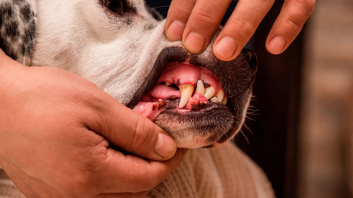 Image de Animaux. Lorsque nous prenons soin de nos animaux de compagnie, il n'est pas rare de découvrir des anomalies physiques qui suscitent des inquiétudes. Récemment, en caressant mon chien, un Corgi de 5 ans, j'ai remarqué une grosse boule sous sa mâchoire, avant le cou. Intrigué et soucieux de la santé de ma fidèle compagne, j'ai rapidement pris rendez-vous chez le vétérinaire. Cependant, en attendant la consultation, je me demande si d'autres propriétaires de chiens ont déjà été confrontés à une situation similaire. La boule n'est pas colorée, située sous la peau, et mon chien ne semble pas ressentir de douleur, continuant de vivre normalement. Les recherches sur internet évoquent la possibilité d'un abcès dentaire. Cela soulève plusieurs questions sur les causes potentielles, les symptômes associés et les démarches à entreprendre pour assurer le bien-être de nos amis à quatre pattes. Comprendre les Possibles Causes Une boule sous la mâchoire d'un chien peut résulter de diverses causes, allant des infections dentaires aux problèmes de glandes salivaires en passant par les tumeurs. Les abcès dentaires, souvent évoqués sur internet, peuvent se former à la suite d'une infection bactérienne liée à une carie non traitée. D'autres problèmes dentaires tels que les kystes ou les tumeurs peuvent également être à l'origine de cette masse. Il est crucial de comprendre ces causes potentielles pour mieux anticiper les discussions avec le vétérinaire et envisager les différentes options de traitement. Les Symptômes Associés Bien que ma chienne ne montre aucun signe de douleur apparente et continue de vivre normalement, il est essentiel de reconnaître les éventuels symptômes associés à une masse sous la mâchoire. Certains chiens peuvent manifester une gêne lorsqu'ils mangent ou mastiquent, tandis que d'autres peuvent montrer des signes d'inconfort en baillant ou en secouant la tête. Une mauvaise haleine peut également être un indicateur d'un problème dentaire sous-jacent. En élargissant notre compréhension des symptômes, nous pouvons mieux évaluer la gravité potentielle de la situation. Les Différentes Options de Traitement Une fois que la cause de la boule sous la mâchoire a été identifiée, le vétérinaire discutera des différentes options de traitement disponibles. Dans le cas d'un abcès dentaire, une extraction dentaire ou un traitement antibiotique peut être recommandé. Pour d'autres problèmes, tels que les tumeurs, des procédures chirurgicales peuvent être nécessaires. Il est crucial de discuter en détail des avantages et des inconvénients de chaque option avec le vétérinaire, en prenant en compte le bien-être à long terme du chien. Prévention et Soins Dentaires Réguliers La découverte d'une masse sous la mâchoire de ma chienne soulève également des questions sur la prévention des problèmes dentaires chez les chiens. Les propriétaires peuvent jouer un rôle actif en adoptant des pratiques de soins dentaires régulières, telles que le brossage des dents et l'utilisation de jouets à mâcher adaptés. Des visites vétérinaires régulières pour des contrôles dentaires peuvent également contribuer à détecter et traiter les problèmes à un stade précoce, minimisant ainsi les risques de complications. Expériences des Propriétaires de Chiens En partageant cette expérience, je m'adresse également aux propriétaires de chiens qui ont peut-être déjà été confrontés à des situations similaires. Avez-vous déjà découvert une boule sous la mâchoire de votre chien? Comment avez-vous réagi, et quel a été le diagnostic et le traitement recommandé par le vétérinaire? Chaque histoire peut apporter des éclairages différents et contribuer à une compréhension collective des problèmes de santé dentaire chez les chiens. La découverte d'une boule sous la mâchoire de ma chienne a suscité des interrogations sur les possibles causes, les symptômes associés et les démarches à entreprendre pour assurer sa santé. En explorant ces aspects, nous pouvons mieux comprendre les défis potentiels liés à la santé dentaire des chiens et prendre des mesures préventives appropriées. J'invite les propriétaires de chiens à partager leurs expériences et connaissances pour enrichir notre compréhension collective de ce sujet crucial. Avez-vous déjà vécu une situation similaire avec votre chien? Quelles ont été vos démarches et quel conseil donneriez-vous à d'autres propriétaires?