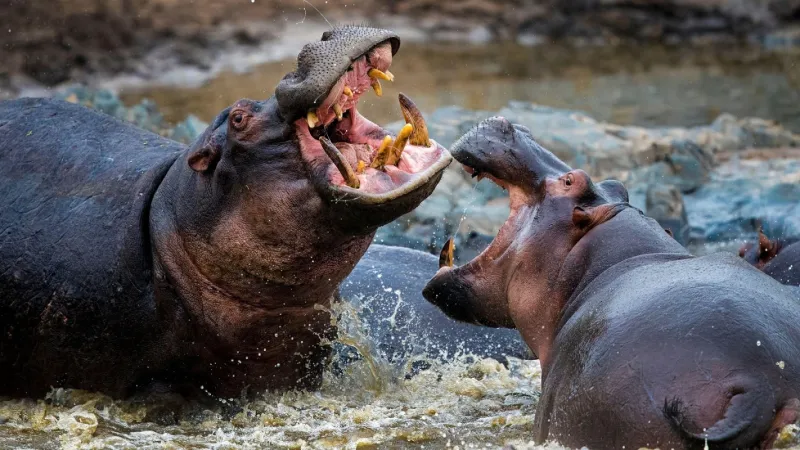 Image de Faits Divers. La quiétude de Taboitien, localité attachée à la commune de Tiassalé, a été brusquement ébranlée le dimanche 25 février 2024, par une attaque tragique d'hippopotame qui a coûté la vie à Djéré Gaoussou, un pêcheur chevronné de 35 ans. Ce drame, le troisième en un an dans la région, soulève des préoccupations majeures quant à la cohabitation entre les habitants et ces animaux sauvages. Plongeons au cœur de cet événement pour en comprendre les implications et les enjeux. La Scène du Drame L'attaque soudaine s'est déroulée dans les eaux paisibles du fleuve Bandama, non loin des mangroves où Djéré Gaoussou pratiquait son métier. Kéré Tanoufou, un témoin de 20 ans présent sur les lieux, décrit l'incident comme une tragédie survenue pendant que la victime tentait de retirer ses nasses de l'eau. L'hippopotame a surgi de manière inattendue, projetant Djéré Gaoussou en l'air et l'attaquant de manière répétée. Malgré les efforts courageux de Tanoufou pour extraire la victime de l'eau et les premiers soins prodigués sur place, Djéré Gaoussou a succombé à ses blessures. La communauté locale, sous le choc et la tristesse, a alerté les autorités locales, et les restes de la victime ont été remis à sa famille après les procédures de constat de la police. Répétition des Tragédies Ce drame n'est malheureusement pas un cas isolé. En l'espace d'un an, c'est la troisième attaque d'hippopotames sur des pêcheurs dans les eaux du fleuve Bandama, spécifiquement à proximité du village de Taboitien. Cette récurrence tragique souligne l'urgence de prendre des mesures pour assurer la sécurité des habitants tout en préservant l'équilibre fragile entre l'homme et la faune sauvage. La cohabitation entre les habitants de Taboitien et cet important troupeau d'hippopotames devient une préoccupation majeure. Cela soulève des questions sur la nécessité de mesures préventives et de sensibilisation pour éviter de futurs incidents de ce genre. Les autorités locales, confrontées à cette récurrence d'attaques, devront envisager des stratégies pour minimiser les risques d'interaction entre les humains et ces animaux sauvages. Des campagnes d'information, des patrouilles de surveillance accrues dans les zones à risque, ou même la mise en place de mesures de protection pour les communautés riveraines pourraient être envisagées. Appel aux Autorités Les autorités sont interpellées pour prendre des mesures adéquates afin d'assurer la sécurité des habitants tout en préservant l'équilibre fragile entre l'homme et la faune sauvage qui partage son environnement. La sécurité des citoyens doit être une priorité, mais il est tout aussi important de garantir que ces mesures n'entravent pas le mode de vie des animaux sauvages. En conclusion, cette série d'attaques d'hippopotames à Taboitien met en lumière la nécessité d'une action immédiate. Comment les autorités peuvent-elles concilier la protection des habitants avec la préservation de la faune sauvage? La coexistence pacifique entre l'homme et la nature exige des solutions réfléchies. L'avenir de Taboitien dépend de la manière dont ces défis seront relevés.