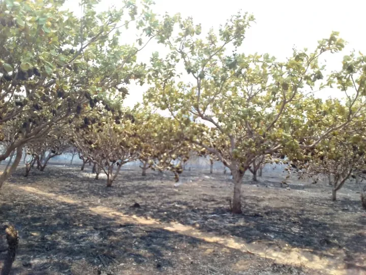 Image de Agriculture. Le paisible village de Tournan Séguéla, niché dans la sous-préfecture de Kamalo, a été le théâtre d'un cauchemar le dimanche 25 février 2024. Un incendie d'une ampleur dévastatrice a englouti une centaine d'hectares d'anacarde, des habitations, et a laissé une cicatrice indélébile sur le paysage de cette communauté. Le Déferlement des Flammes En quelques heures seulement, un incendie dévorant a tout englouti sur son passage, laissant derrière lui une traînée de destruction. Les hectares d'anacardiers, les habitations et même un grenier, véritable témoin du quotidien des habitants, ont été réduits en cendres. Malgré les efforts héroïques des résidents pour endiguer les flammes, la voracité de l'incendie a pris le dessus, laissant un panorama de désolation. Face à cette catastrophe, l'unité des habitants de Tournan Séguéla et la rapidité d'action des pompiers civils de Séguéla ont été cruciales. Issouf Karamoko, président de la mutuelle de développement du village, et Ipou Konan Justin, sous-préfet de Kamalo, ont sollicité l'aide des pompiers, qui sont intervenus avec célérité. Bien que leur bravoure ait permis de maîtriser une partie des flammes, l'incendie a repris de plus belle après leur départ, prolongeant la détresse de la communauté jusqu'au petit matin. Fort heureusement, aucune perte en vie humaine n'a été à déplorer, attestant de l'efficacité des secours et de la rapidité de la mobilisation. Cependant, la douleur de la perte matérielle et des souvenirs réduits en cendres demeure palpable au sein de la population. L'Impact sur la Communauté Cet incendie a laissé la communauté de Tournan Séguéla en état de choc, mais également dans une solidarité palpable. Les habitants, touchés par cette tragédie, se mobilisent désormais pour reconstruire et apporter un soutien inconditionnel à ceux qui ont tout perdu. Le processus de reconstruction ne sera pas seulement physique, mais également émotionnel. Les habitants de Tournan Séguéla, unis dans l'adversité, entreprennent une démarche collective pour redonner vie à leur village. Les efforts visent non seulement à reconstruire les habitations et les cultures, mais aussi à panser les blessures laissées par la perte soudaine de biens précieux et de souvenirs. La solidarité s'est manifestée sous différentes formes, que ce soit par des collectes de fonds, des initiatives de reconstruction, ou simplement par des gestes de compassion. Les initiatives individuelles et collectives se multiplient pour offrir un nouveau départ à ceux qui ont été durement touchés par cette tragédie. Alors que la communauté de Tournan Séguéla se relève face à cette tragédie, une question persiste : quel sera l'avenir de ce village marqué par le feu ? La résilience et la solidarité qui émergent aujourd'hui présagent-elles d'une renaissance prospère, ou le poids de la perte laissera-t-il des cicatrices durables ? La réponse réside dans le courage et la détermination de cette communauté à réécrire son histoire.