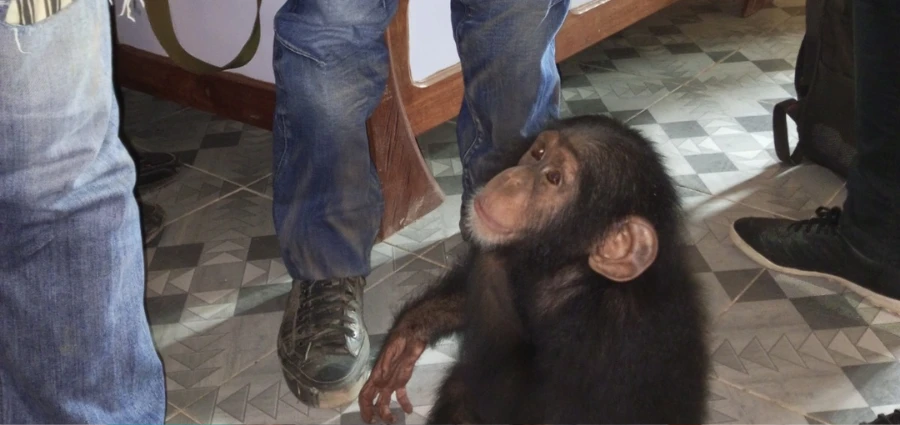 Image de Animaux. Le samedi 17 février 2024, une équipe composée de membres de l’Unité de lutte contre la Criminalité Transnationale Organisée (UCT) et de la Direction de la Police forestière et de l’Eau du Ministère des Eaux et Forêts (DPFE-MINEF), assistée de l'ONG EAGLE-Côte d’Ivoire, a mené une opération ciblée à Grabo, une ville située au sud-ouest de la Côte d’Ivoire. Leur objectif était de mettre un terme aux agissements d'un trafiquant d'animaux opérant dans la région. Un sauvetage crucial L'intervention des autorités a permis de saisir un bébé chimpanzé âgé entre deux et trois ans. Ce pauvre animal, arraché à son habitat naturel au Libéria voisin, était destiné à être vendu comme un vulgaire animal de compagnie. Cette opération, bien que révélatrice d'une réalité alarmante, démontre l'engagement des forces de l'ordre et des organisations de protection de la faune à lutter contre le trafic d'animaux sauvages. Une série d'arrestations Malheureusement, ce n'est pas la première fois que de tels actes criminels sont démasqués en Côte d'Ivoire. En effet, cette arrestation fait suite à une série d'opérations similaires menées ces derniers mois. En novembre 2023, deux individus ont été appréhendés à Blolequin alors qu'ils tentaient de vendre un bébé chimpanzé âgé entre un et deux ans. De même, en mai 2023, un autre bébé chimpanzé avait été saisi à Guiglo. Ces événements révèlent l'ampleur du trafic d'animaux sauvages dans le pays et la nécessité d'une action concertée pour y mettre fin. Une condamnation exemplaire Le trafiquant arrêté lors de l'opération à Grabo a été déféré devant la justice et condamné à 2 mois de prison avec sursis, assortie d'une amende de 300 000 francs CFA. Cette condamnation, bien que symbolique, envoie un message fort aux trafiquants : leurs activités illégales ne resteront pas impunies. De plus, le bébé chimpanzé saisi a été confié à l'ONG Akatia, qui se chargera de sa réhabilitation dans un sanctuaire dédié.