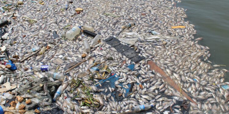 Image de Société. L'horizon environnemental de la Côte d'Ivoire a été secoué par une découverte alarmante : une quantité importante de poissons morts a été repérée sur la lagune Ébrié, entre les anciens quartiers de Koumassi et Port-Bouët. Cette nouvelle, révélée le mardi 5 mars 2024, a provoqué une mobilisation d'urgence des autorités locales et nationales. Intervention Rapide des Autorités Dès la réception de l'information, le commissariat du 5e arrondissement de Port-Bouët a agi rapidement, dépêchant des éléments de la police nationale sur les lieux. Les premières constatations ont révélé une scène dévastatrice : une grande quantité de poissons sans vie flottant à la surface de la lagune. Face à cette situation préoccupante, les autorités ont fait appel aux services compétents, mobilisant une équipe comprenant le Centre Ivoirien Anti Pollution (CIAPOL), la Direction de la Pêche, les services d'hygiène de l'abattoir, la Direction Technique de la Mairie de Port-Bouët, Côte d'Ivoire Pollution Maritime (CIPOMAR) et la Direction des Ressources Halieutiques et Animales. Selon les premières analyses du CIAPOL, le phénomène de mortalité des poissons, survenu entre le dimanche 3 et le lundi 4 mars 2024, semble aujourd'hui stabilisé. Les espèces affectées, principalement des carpes et des tilapias, sont particulièrement sensibles à la pollution, notamment à la baisse du taux d'oxygène dans leur environnement. Les relevés in-situ ont révélé des niveaux d'oxygène dissous bien en deçà des normes acceptables, indiquant une forte probabilité d'anoxie dans le milieu aquatique. Conséquences et Préoccupations La présence des ministres de l’Environnement et des Ressources Animales et Halieutiques, Assahoré Konan Jacques et Sidi Tiémoko Touré, sur les lieux, illustre l'importance de cette crise environnementale. Leur présence vise à évaluer les dégâts causés et à rassurer les populations locales quant aux mesures prises pour prévenir toute contamination. Cependant, les recommandations de ne pas consommer les poissons morts provenant de la zone touchée soulèvent des inquiétudes quant aux répercussions sur la sécurité alimentaire des communautés riveraines. Une Réflexion Nécessaire sur la Gestion de l'Environnement Face à cette situation critique, des questions cruciales émergent : Quelles sont les mesures à prendre pour prévenir de telles catastrophes écologiques à l'avenir ? Quel rôle les autorités locales et nationales doivent-elles jouer pour assurer une gestion durable des ressources naturelles ? Ces événements mettent en lumière l'urgence de repenser nos pratiques environnementales et de promouvoir des politiques de préservation de l'écosystème lagunaire. Alors que les enquêtes se poursuivent pour déterminer les causes exactes de cette tragédie environnementale, il est impératif que tous les acteurs concernés unissent leurs efforts pour restaurer la santé de la lagune Ébrié et prévenir de futures crises similaires. La protection de notre environnement ne peut être réalisée que par une action collective et une volonté politique forte. En somme, comment pouvons-nous, en tant que société, travailler ensemble pour garantir la préservation de nos ressources naturelles et assurer un avenir durable pour les générations à venir ?