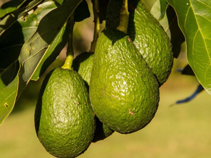 Image de Cuisine. L'avocat, symbole de santé et de délice culinaire, se hisse au sommet des ingrédients incontournables dans nos cuisines. Cependant, sa tendance à noircir rapidement après avoir été coupé représente un défi pour les amateurs de ce fruit polyvalent. Face à cette problématique, des astuces simples mais efficaces émergent pour prolonger sa durée de vie et réduire le gaspillage alimentaire. Le Noyau : Un Allié Insoupçonné En matière de conservation d'avocat, garder le noyau au cœur de la moitié non consommée se révèle être une stratégie judicieuse. Cette pratique limite l'exposition à l'air, principale cause de l'oxydation et du noircissement de sa chair tendre. En conservant le noyau en place, vous préservez la fraîcheur et la qualité de votre avocat pour une durée prolongée. Le Jus de Citron : L'Élixir Anti-Oxydation L'acide citrique contenu dans le jus de citron se révèle être un allié de taille dans la lutte contre l'oxydation de l'avocat. En arrosant généreusement la partie coupée de ce fruit avec du jus de citron frais, vous créez une barrière naturelle qui retarde le processus de noircissement. Pour une conservation optimale, enveloppez ensuite l'avocat dans un film plastique avant de le placer au réfrigérateur, assurant ainsi sa fraîcheur et sa saveur intactes. L'Huile : Une Protection Naturelle Pour ceux qui souhaitent éviter l'utilisation du plastique dans leur processus de conservation, l'huile se présente comme une alternative efficace. En plaçant l'avocat dans un récipient hermétique et en versant délicatement de l'huile au fond, vous créez un environnement protecteur qui prévient le noircissement. Veillez à ce que la chair de l'avocat soit en contact direct avec l'huile pour garantir des résultats optimaux. L'Oignon : Un Remède Naturel L'ajout d'un morceau d'oignon dans le récipient contenant l'avocat s'avère être une astuce astucieuse pour prolonger sa durée de vie. En plus de sa saveur distinctive, l'oignon offre des propriétés anti-oxydantes qui contribuent à prévenir l'oxydation de la chair de l'avocat. Assurez-vous simplement que le contenant soit hermétique pour éviter toute fuite d'air, garantissant ainsi une conservation optimale. La Congélation : Une Solution de Dernier Recours Si malgré toutes les précautions prises, vous ne parvenez pas à consommer votre avocat à temps, la congélation s'avère être une option viable. Coupez l'avocat en morceaux ou en purée, ajoutez un peu de jus de citron pour prévenir l'oxydation, puis stockez-le dans un sac de congélation hermétique ou un bac à glaçons. Cette méthode vous permet de conserver la texture et la saveur de l'avocat, le rendant parfaitement adapté à une utilisation future dans des smoothies, des sauces ou d'autres recettes. En adoptant ces astuces simples mais efficaces, vous serez en mesure de prolonger la durée de vie de votre avocat et ainsi de réduire le gaspillage alimentaire. La clé réside dans la limitation de l'exposition à l'air et la prévention de l'oxydation de la chair de l'avocat. En prenant soin d'appliquer ces conseils, vous pourrez savourer pleinement ce fruit délicieux et nutritif, tout en contribuant à la préservation de l'environnement et à une alimentation plus durable. Quelles autres astuces ou méthodes utilisez-vous pour prolonger la fraîcheur de vos aliments et réduire le gaspillage alimentaire dans votre cuisine au quotidien ?