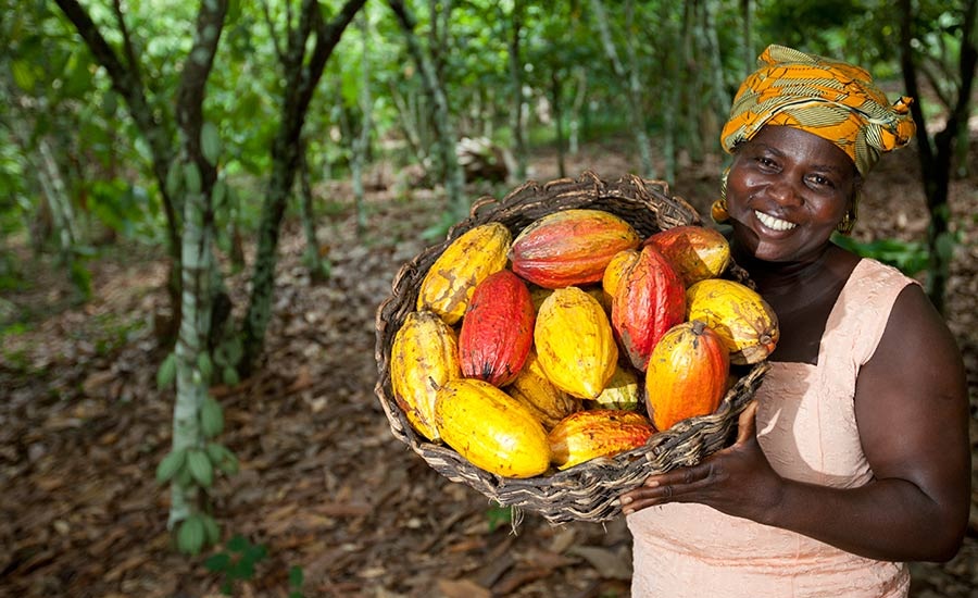 Image de Agriculture. La Côte d'Ivoire, premier producteur mondial de cacao, est actuellement confrontée à un sérieux défi alors que les mauvaises conditions météorologiques prennent leur tribut sur ses précieuses récoltes. Le cacao, pilier économique du pays, subit les ravages de l'humidité, causant des pertes considérables pour les agriculteurs et soulevant des préoccupations quant à l'avenir de cette industrie vitale. Une Situation Préoccupante La saison du cacao, qui devrait être une période de prospérité pour les agriculteurs ivoiriens, a été assombrie par les effets dévastateurs de l'humidité sur les cacaoyers. Les conditions météorologiques défavorables ont créé un environnement propice au développement de maladies qui ont affecté les cultures, entraînant des pertes estimées à un tiers des récoltes. Cette réalité amère a frappé durement les agriculteurs, dont la subsistance dépend largement de la production de cacao. Les conséquences économiques de ces pertes sont considérables, menaçant la stabilité financière de nombreuses communautés rurales et soulevant des inquiétudes quant à leur capacité à subvenir à leurs besoins fondamentaux. L'Impact sur l'Économie Ivoirienne L'industrie du cacao est un pilier de l'économie ivoirienne, contribuant de manière significative aux recettes d'exportation et à la croissance économique du pays. Cependant, la récente crise des récoltes met en péril cette contribution vitale, mettant en évidence la vulnérabilité de la Côte d'Ivoire aux chocs climatiques et environnementaux. Les pertes subies par les agriculteurs se répercutent à travers toute la chaîne de valeur du cacao, affectant les transformateurs, les exportateurs et l'ensemble de l'écosystème économique qui dépend de cette industrie. En conséquence, l'économie nationale est confrontée à des défis considérables, avec des perspectives de croissance compromises par les difficultés rencontrées dans le secteur agricole. Les Réponses Gouvernementales et Industrielles Face à cette crise, le gouvernement ivoirien a pris des mesures pour atténuer les effets de l'humidité sur le cacao et soutenir les agriculteurs affectés. Des programmes de soutien financier et technique ont été déployés pour aider les agriculteurs à faire face aux pertes et à reconstruire leurs moyens de subsistance. De même, les acteurs de l'industrie du cacao, y compris les sociétés exportatrices et les organismes de régulation, ont collaboré pour élaborer des stratégies visant à renforcer la résilience du secteur face aux défis climatiques. Des investissements dans la recherche et le développement de variétés de cacao plus résistantes aux maladies ont été envisagés pour garantir la durabilité à long terme de l'industrie. Perspectives pour l'Avenir Malgré ces efforts, la question demeure : quelle sera l'ampleur des dommages à long terme causés par l'humidité sur le cacao ivoirien ? Alors que les changements climatiques continuent d'exercer une pression croissante sur les systèmes agricoles du monde entier, la Côte d'Ivoire est confrontée à un avenir incertain pour son précieux secteur du cacao. Les solutions à ce défi complexe exigent une action concertée à l'échelle nationale et internationale, avec un engagement renforcé en faveur de la durabilité environnementale, de l'innovation technologique et du soutien aux communautés agricoles vulnérables. Seules des initiatives audacieuses et visionnaires permettront de protéger l'avenir du cacao ivoirien et de garantir la prospérité des générations futures.