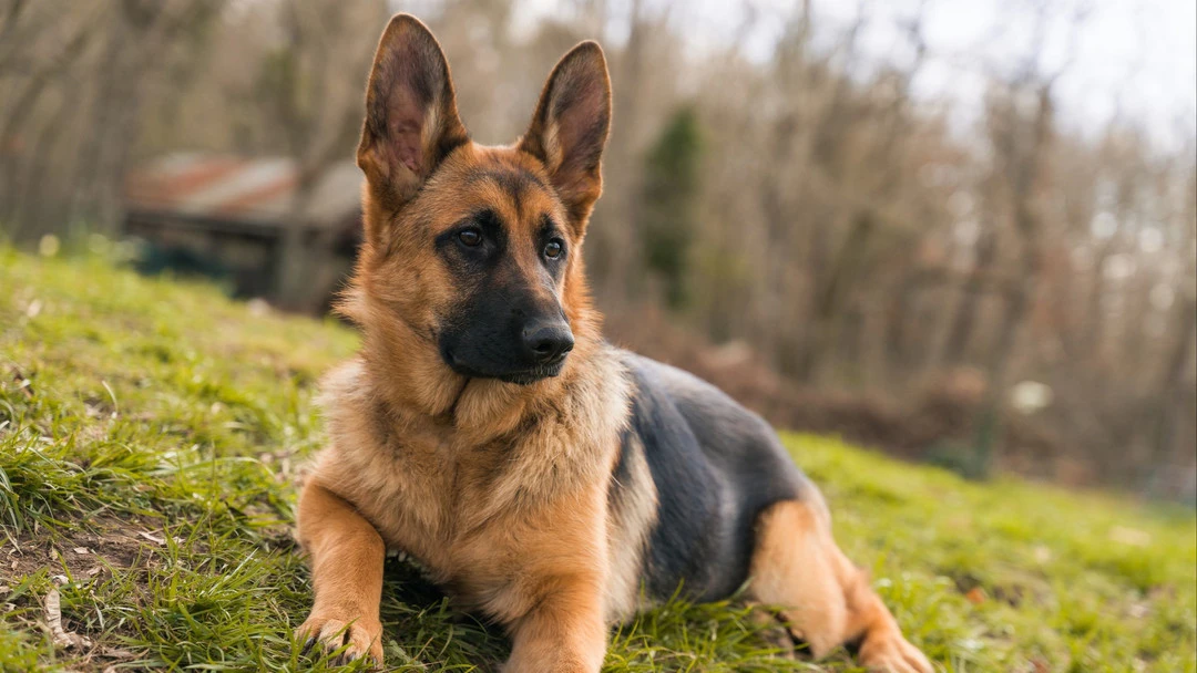 Image de Animaux. Les propriétaires de chiens peuvent témoigner de la joie et du bonheur que ces compagnons à quatre pattes apportent dans leur vie quotidienne. Cependant, il est indéniable que les odeurs associées à nos amis canins peuvent parfois présenter un défi de taille. Si vous avez déjà été confronté à la tâche redoutable de masquer les effluves désagréables laissés par votre fidèle compagnon, vous savez à quel point cela peut être frustrant. Mais rassurez-vous, car il existe une solution simple et efficace pour éliminer ces odeurs et redonner à votre chien toute sa fraîcheur. Les défis de l'odeur canine Quand vient le temps de rentrer à la maison après une escapade sous la pluie, les propriétaires de chiens sont souvent confrontés à un dilemme : comment éliminer efficacement les odeurs persistantes laissées par leur animal de compagnie ? C'est là que l'astuce infaillible entre en jeu, offrant une solution pratique à ce problème commun. La méthode de la fraîcheur canine Voici comment mettre en pratique cette astuce simple pour garder votre chien frais et parfumé : Étape 1 : Séchage Lorsque votre chien rentre à la maison après une averse, prenez le temps de le sécher avec une serviette adaptée pour éliminer l'excès d'humidité. Cette étape est essentielle pour éviter que l'odeur de chien mouillé ne s'installe dans votre maison. Étape 2 : Brossage Armez-vous d'une brosse adaptée au pelage de votre chien et brossez doucement son pelage pour éliminer les saletés et les débris accumulés pendant la promenade. Étape 3 : Application de bicarbonate de soude Une fois que votre chien est sec, saupoudrez généreusement du bicarbonate de soude sur son pelage. Assurez-vous de masser doucement le bicarbonate de soude dans les poils pour qu'il pénètre en profondeur. Étape 4 : Temps de repos Laissez le bicarbonate de soude agir pendant quelques minutes, puis permettez à votre chien de se secouer à l'extérieur pour éliminer l'excès de poudre. Étape 5 : Retouche finale Une fois que votre chien s'est secoué, passez une dernière fois la brosse sur son pelage pour éliminer les éventuelles traces de bicarbonate restantes. Les avantages du bicarbonate de soude Le bicarbonate de soude est une solution naturelle et sûre pour éliminer les odeurs désagréables du pelage de votre chien. Non seulement il est efficace pour neutraliser les odeurs, mais il est également doux pour la peau de votre animal. En adoptant cette méthode simple et pratique, vous pouvez dire adieu aux odeurs indésirables et profiter pleinement de la compagnie de votre chien. Prenez soin de votre animal de compagnie et de votre maison en intégrant cette astuce à votre routine de toilettage. Comment gérez-vous les odeurs de votre chien après une sortie pluvieuse ?**