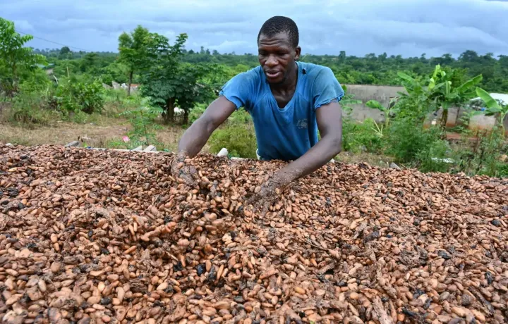 Image de Agriculture. La disparité des prix du cacao entre le Cameroun et la Côte d'Ivoire soulève des questions essentielles sur les réalités économiques et les politiques agricoles de ces deux pays. Alors que le kilo de cacao se négocie à plus de 5 000 FCFA au Cameroun, les planteurs ivoiriens ne perçoivent qu'environ 1000 FCFA pour le même produit. Cette différence abyssale interpelle et nécessite une analyse approfondie des facteurs qui la sous-tendent. Le Cas du Cameroun : Un Marché Libéralisé Le Cameroun, pays au riche patrimoine cacaoyer, a opté pour un marché du cacao libéralisé, offrant ainsi aux producteurs une plus grande liberté dans la commercialisation de leurs fèves. Cette politique découle d'une série de réformes entreprises après les crises des années 1980-1990, visant à dynamiser le secteur agricole et à accroître les revenus des agriculteurs. Avantages de ce Modèle L'un des principaux avantages de cette approche est la possibilité pour les cacaoculteurs camerounais de bénéficier pleinement des fluctuations des prix internationaux. En vendant leurs récoltes directement sur le marché mondial, ils ont la possibilité de maximiser leurs profits, notamment lorsque les prix du cacao sont à la hausse. Cette flexibilité leur permet de s'adapter rapidement aux conditions du marché et de capitaliser sur les opportunités qui se présentent. Limites et Incertitudes Cependant, cette liberté n'est pas sans ses défis. La volatilité des prix internationaux peut rendre les revenus des agriculteurs imprévisibles, les exposant ainsi à des risques financiers. De plus, cette situation favorable actuelle pourrait être éphémère, car elle dépend étroitement des conditions du marché mondial. Une baisse soudaine des prix pourrait rapidement mettre en péril la sécurité économique des producteurs de cacao au Cameroun. Le Cas de la Côte d'Ivoire : Intervention de l'État En revanche, la Côte d'Ivoire, premier producteur mondial de cacao, a adopté une approche différente dans la gestion de son marché cacaoyer. Le Conseil café-cacao (CCC) joue un rôle central dans la fixation des prix et la régulation du marché, avec pour objectif principal de protéger les intérêts des producteurs locaux. Avantages de l'Intervention Étatique L'intervention de l'État via le CCC permet d'assurer une certaine stabilité économique pour les cacaoculteurs ivoiriens. En fixant un prix minimal garanti chaque année, l'État protège les agriculteurs contre les fluctuations brutales des cours internationaux. Cette mesure offre une forme de sécurité financière aux producteurs, en particulier lors des périodes de prix bas sur le marché mondial. Les Contraintes du Modèle Cependant, ce système n'est pas sans ses inconvénients. En période de cours élevés, les producteurs ivoiriens ne bénéficient pas pleinement de la situation, contrairement à leurs homologues camerounais. Le CCC collecte la différence entre le prix garanti et le cours international pour financer le système en période de faibles cours, limitant ainsi le potentiel de profit des agriculteurs en période de hausse des prix. Cette intervention étatique peut également créer des distorsions sur le marché et entraver l'efficacité économique à long terme. Au regard de ces réalités contrastées, une question fondamentale se pose : quelle est la voie à suivre pour garantir un secteur cacaoyer prospère et durable en Afrique de l'Ouest? Alors que le Cameroun et la Côte d'Ivoire continuent d'explorer des approches différentes pour stimuler la croissance économique et améliorer les conditions de vie des agriculteurs, il est crucial de trouver un équilibre entre la libre concurrence sur les marchés mondiaux et la protection des intérêts locaux. Comment concilier les impératifs de rentabilité économique avec les besoins de sécurité financière des producteurs? Cette question demeure ouverte, appelant à une réflexion approfondie et à des solutions innovantes pour répondre aux défis actuels du secteur cacaoyer en Afrique de l'Ouest.