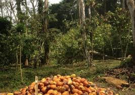 Image de Agriculture. Le prix du cacao atteint des sommets inégalés sur les marchés mondiaux, dépassant les 10 000 dollars la tonne à New York. Cette tendance spectaculaire, portée par une demande croissante, soulève des attentes considérables chez les acteurs de la filière cacaoyère en Côte d'Ivoire. Au cœur de cette dynamique, le Groupe Parlementaire PDCI-RDA à l'Assemblée nationale exprime ses préoccupations et ses revendications concernant la juste rétribution des producteurs ivoiriens, essentiels à cette industrie florissante. Appel à une réévaluation des prix locaux Dans une déclaration récente, le Groupe Parlementaire du PDCI-RDA a souligné l'importance capitale du cacao dans l'économie ivoirienne et l'urgence d'aligner les prix locaux sur la tendance haussière observée sur les marchés internationaux. Actuellement, les producteurs ivoiriens ne bénéficient pas pleinement de cette embellie des prix, restant les laissés pour compte de la filière cacaoyère malgré leur contribution essentielle à sa prospérité. Alors que les cours du cacao connaissent une escalade sans précédent sur les marchés internationaux, les producteurs ivoiriens demeurent dans l'attente de retombées concrètes. Malgré les assurances des autorités gouvernementales concernant un système de vente anticipée visant à stabiliser les prix, les producteurs locaux semblent être exclus des bénéfices de cette flambée des cours. Cette situation soulève des interrogations sur l'équité de la répartition des revenus au sein de la filière et sur la transparence des mécanismes de fixation des prix. Une proposition pour une juste rémunération Face à cette impasse, le Groupe Parlementaire PDCI-RDA préconise une revalorisation immédiate du prix bord-champ du cacao à un minimum de 2500 FCFA par kilogramme pour la campagne intermédiaire à venir. Cette mesure vise à assurer une rétribution plus équitable des producteurs ivoiriens, en ligne avec les prix pratiqués dans d'autres pays producteurs tels que le Cameroun. De plus, le groupe appelle à une révision en profondeur de la politique de prélèvements obligatoires imposés aux producteurs agricoles, afin de soulager ces acteurs essentiels de la filière cacaoyère. Au-delà de cette demande immédiate de réévaluation des prix, le Groupe Parlementaire PDCI-RDA soulève la nécessité d'une réflexion plus large sur la politique agricole ivoirienne. Cette réforme devrait permettre une meilleure prise en compte des intérêts des producteurs locaux et garantir leur juste rémunération dans un contexte de volatilité des marchés mondiaux. La question fondamentale demeure : comment assurer une sécurité économique durable pour les producteurs de cacao en Côte d'Ivoire ? Alors que la hausse des prix du cacao offre une opportunité unique de revitaliser l'économie agricole ivoirienne, il est impératif que cette embellie profite en priorité aux producteurs locaux. Le Groupe Parlementaire PDCI-RDA appelle le gouvernement à prendre des mesures immédiates pour garantir une juste rémunération des producteurs de cacao et à engager une réforme globale de la politique agricole afin de créer un environnement favorable à la prospérité durable de tous les acteurs de la filière. En répondant à cet appel, la Côte d'Ivoire peut consolider sa position de leader mondial dans la production de cacao tout en assurant une croissance économique inclusive et équitable pour ses citoyens.