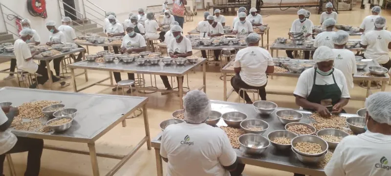 Image de Agriculture. Dans un contexte où les rumeurs de fermetures d'entreprises se multiplient, Emmanuel Tra Bi, Directeur Général de l’Industrie, a mené une délégation du ministère du Commerce et de l’Industrie à la rencontre des acteurs clés de la transformation de la noix de cajou. Cette initiative, survenue le mardi 25 mars 2024, avait pour dessein de sonder l'état actuel des unités de transformation de la noix de cajou, de discuter des difficultés rencontrées par les opérateurs et d'identifier des pistes de solutions. Sur le Terrain : Un Regain de Dynamisme Malgré les Défis Face aux craintes suscitées par les potentiels déboires économiques, la présence d'Emmanuel Tra Bi et de sa délégation aux côtés des entrepreneurs du secteur a apporté un souffle nouveau. Lors des visites des installations de l'entreprise Denia, établie dans la zone Franche sur la route de Bassam, et de Caligri, située dans la zone portuaire, M. Tra Bi a souligné l'importance de maintenir un dialogue ouvert avec les opérateurs. Il a affirmé : "Il y a un véritable dynamisme dans ce secteur, avec des entreprises qui travaillent et créent des emplois." La visite de terrain a permis à la délégation de se familiariser avec les défis auxquels sont confrontées ces unités de transformation. Notamment, l'arrêt momentané des activités de l'entreprise Denia depuis décembre 2023, en raison de nuisances causées au voisinage, a été spécifiquement évoqué. Emmanuel Tra Bi a rassuré : "Nous travaillons pour que l’entreprise puisse rapidement reprendre ses activités", précisant que des discussions avec tous les services de l’État, y compris le CIAPOL, ont été engagées en ce sens. Un Appel à l'Investissement : Les Portes Sont Ouvertes Dans un contexte où l'économie ivoirienne se tourne de plus en plus vers la diversification, la filière cajou représente une opportunité stratégique pour les investisseurs. Emmanuel Tra Bi a profité de cette occasion pour inviter les acteurs économiques à s'engager davantage dans ce secteur porteur. Il a souligné : "Nous disposons de matières premières, et le gouvernement a mis en place un ensemble de mesures incitatives pour soutenir les investissements." Il a également encouragé les opérateurs en activité à collaborer étroitement avec les autorités pour surmonter les défis actuels. Premier producteur mondial de noix de cajou, la Côte d'Ivoire joue un rôle central dans ce marché en pleine expansion. Avec plus de quarante entreprises opérant dans le secteur et une capacité installée dépassant les 350 000 tonnes, le pays dispose d'un potentiel considérable pour consolider sa position de leader. Les mesures incitatives et le soutien gouvernemental témoignent de l'engagement des autorités à faire de la filière cajou un pilier majeur de l'économie nationale. Alors que la filière cajou en Côte d'Ivoire continue de faire face à des défis multiples, notamment sur le plan de la compétitivité internationale et de la durabilité environnementale, une question demeure : quelles actions concrètes seront entreprises pour assurer une croissance durable et équitable de cette industrie ? En ces temps de transition économique et environnementale, il est essentiel pour les acteurs publics et privés de collaborer étroitement afin de relever ces défis et de saisir les opportunités offertes par ce secteur en pleine expansion.