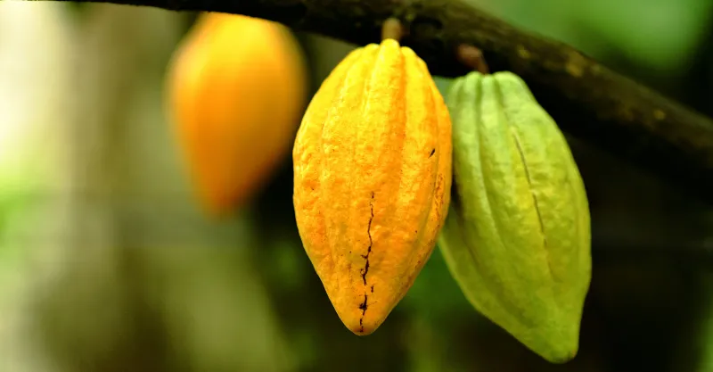 Image de Agriculture. Ces derniers mois, la filière café cacao est secouée par une agitation résultant de la montée vertigineuse du prix du kilogramme de cacao sur le marché mondial des matières premières. Cette augmentation fulgurante du prix du cacao, influencée par divers facteurs économiques et environnementaux, ainsi que par la menace de grève des producteurs, pourrait potentiellement bouleverser l'industrie du chocolat à l'échelle mondiale. Facteurs de l'Augmentation du Prix du Cacao Les analystes économiques identifient plusieurs raisons à cette tendance haussière. Parmi celles-ci figurent la baisse de la production dans les principales régions productrices de cacao, telles que l'Afrique de l'Ouest, en raison de conditions météorologiques défavorables et de défis logistiques. Ces éléments contribuent à exercer une pression à la hausse sur les prix du cacao, ce qui pourrait avoir un impact significatif sur l'ensemble de l'industrie du chocolat. Cette augmentation du prix du cacao pourrait entraîner des répercussions majeures pour l'industrie du chocolat, des petits artisans chocolatiers aux grandes entreprises multinationales. En effet, les coûts de production augmentant, les transformateurs pourraient être contraints de répercuter ces hausses sur les prix des produits finaux, ce qui risque de se traduire par une diminution de la demande des consommateurs. Bien que l'augmentation du prix du cacao puisse sembler bénéfique pour les producteurs à court terme, elle pourrait également présenter des défis à long terme. Les petits exploitants agricoles, qui représentent une part importante de la main-d'œuvre dans les régions productrices de cacao, pourraient être confrontés à des difficultés accrues en raison de la volatilité des prix et de l'incertitude économique. Stratégies d'Atténuation et de Réponse Face à cette réalité économique complexe, les acteurs de l'industrie du chocolat devront développer des stratégies d'atténuation pour faire face à cette hausse des coûts. Cela pourrait inclure la diversification des sources d'approvisionnement, l'investissement dans des pratiques agricoles durables et l'innovation dans la chaîne d'approvisionnement pour accroître l'efficacité et réduire les coûts. La hausse du prix du kilogramme de cacao représente un défi majeur pour l'industrie mondiale du chocolat, mettant en lumière la vulnérabilité de la chaîne d'approvisionnement mondiale face aux fluctuations économiques et environnementales. Pour assurer la durabilité et la viabilité à long terme de cette industrie cruciale, une collaboration étroite entre les acteurs de la chaîne d'approvisionnement sera essentielle pour relever ces défis et promouvoir une croissance économique équitable pour tous les acteurs impliqués. Comment les acteurs de l'industrie du chocolat peuvent-ils collaborer pour relever les défis posés par la hausse du prix du cacao et assurer la durabilité de l'industrie à long terme ?