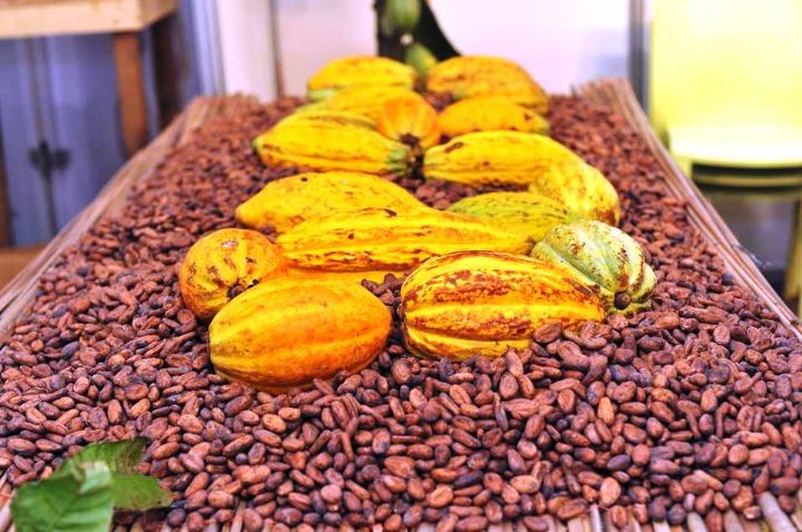 Image de Agriculture. Le 29 mars dernier, le groupe parlementaire du PDCI-RDA a élevé la voix pour défendre les intérêts des braves producteurs de cacao en Côte d'Ivoire. Dans une déclaration poignante, le président Doho Simon et ses collègues députés ont proposé au gouvernement un prix bord champ garanti d'au moins 2500 francs CFA par kilogramme pour la campagne intermédiaire à venir. Cette proposition, motivée par une volonté de justice économique, vise à reconnaître les sacrifices consentis par les producteurs dans un contexte où les cours internationaux du cacao connaissent une envolée significative. Une Revendication Justifiée La proposition du PDCI-RDA trouve sa légitimité dans la réalité économique du marché du cacao. Alors que des pays voisins comme le Cameroun garantissent à leurs producteurs des prix bien plus élevés, atteignant jusqu'à 4225 francs CFA le kilogramme, les producteurs ivoiriens méritent également une juste rémunération pour leur travail acharné. En effet, ces dernières années, les producteurs de cacao en Côte d'Ivoire ont dû faire face à des périodes de prix internationaux très bas, sans que le mécanisme du fonds de stabilisation ne leur apporte le soutien attendu. Dans ce contexte, la demande du PDCI-RDA résonne comme un cri de justice pour une profession essentielle à l'économie nationale. Si le gouvernement n'a pas complètement accédé à la demande du PDCI-RDA, l'initiative de ce parti a tout de même eu un impact significatif. Passant d'un prix bord champ garanti de 1500 francs CFA à 2500 francs CFA, c'est un pas dans la bonne direction. Cependant, il reste encore un écart de 1000 francs à combler pour atteindre les revendications du PDCI-RDA. Ce pas en avant, bien que modeste, est une reconnaissance implicite de l'importance de la contribution des producteurs de cacao à l'économie nationale. Réactions du Gouvernement : Entre Réalité et Critique Malgré cette avancée, le ministre d'État, ministre de l'Agriculture, du Développement Rural et des Productions Vivrières, Kobenan Adjoumani, a réagi de manière cinglante aux propositions du PDCI-RDA. Ses déclarations, qualifiant les propositions de certains de "rêves", soulèvent des questions sur la volonté réelle du gouvernement de reconnaître les besoins des producteurs de cacao. Cette réaction souligne les tensions persistantes entre l'opposition et le gouvernement dans un contexte où les enjeux économiques sont au cœur des débats politiques. La Beauté de la Démocratie : Une Opposition au Service des Citoyens Malgré les critiques du gouvernement, l'initiative du PDCI-RDA incarne la beauté de la démocratie, où l'opposition joue un rôle crucial dans la défense des intérêts des citoyens. En se positionnant fermement en faveur des producteurs de cacao, le PDCI-RDA témoigne de sa volonté de faire avancer les débats sur des questions économiques essentielles pour le bien-être de la population. Alors que le gouvernement reste encore loin des revendications du parti de Tidjane Thiam, les producteurs de cacao restent attentifs à l'évolution de la situation, espérant que leurs efforts acharnés seront finalement reconnus à leur juste valeur. Alors que la lutte pour une juste rémunération des producteurs de cacao se poursuit en Côte d'Ivoire, une question persiste : quelle sera la prochaine étape dans cette bataille pour la reconnaissance économique des braves travailleurs du secteur agricole ? La voie vers une solution équitable pour les producteurs de cacao reste ouverte, et il appartient au gouvernement, à l'opposition et à la société dans son ensemble de trouver des réponses concrètes à cette question cruciale.