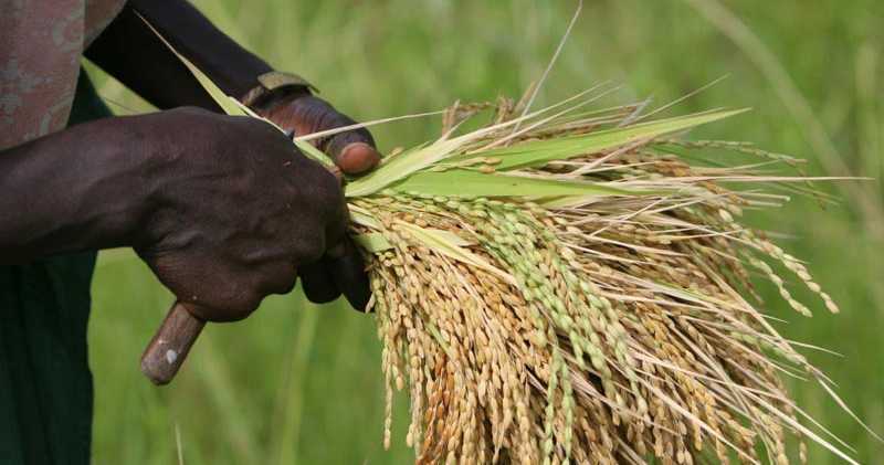 Image de Agriculture. La Côte d’Ivoire, comme de nombreux pays à travers le globe, se trouve confrontée aux défis de la cherté de la vie. Cette réalité préoccupante a incité des nations responsables, dont la Côte d’Ivoire, à prendre des mesures proactives. Sous la direction éclairée du Chef de l’État, des initiatives ambitieuses sont déployées pour contrer cette tendance inquiétante. Une politique d'autosuffisance alimentaire est ainsi mise en place, avec la restructuration du Ministère en charge du monde rural, désormais rebaptisé ministère d’Etat, Ministère de l’Agriculture, du Développement Rural et des Productions Vivrières. Un Engagement à Long Terme Si des mesures immédiates telles que la politique de subvention ont été adoptées à court terme, l'accent est également mis sur les perspectives à moyen et long terme, visant à créer les conditions propices à une véritable autosuffisance alimentaire. À l'horizon 2025, l'État vise à accroître la production nationale de riz pour garantir son autosuffisance, envisageant même d'exporter les excédents d'ici 2030. Cette vision audacieuse s'accompagne d'une expansion significative de la production vivrière. Les chiffres sont éloquents : les Ivoiriens sont de grands consommateurs de riz, avec une demande annuelle de plus de 1,3 million de tonnes, représentant un budget de plus de 300 milliards FCFA. Pour un pays doté de vastes terres arables et d'une main-d'œuvre disponible, il est impératif de capitaliser sur ces ressources. L'État reconnaît cette opportunité et s'engage à soutenir vigoureusement ce secteur vital. Vers une Réorganisation Structurée Conscient des échecs passés, le Chef de l'État a décidé de renforcer le Ministère de l'Agriculture en intégrant une nouvelle branche dédiée à la production vivrière, désormais élevée au rang de ministère d'État. Cette démarche stratégique vise à garantir l'autosuffisance en riz d'ici 2025, suivant le vieil adage : qui veut voyager loin ménage sa monture. Les défis sont nombreux mais loin d'être insurmontables, selon la vision du Chef de l'État. Ainsi, le Président Alassane Ouattara a décidé de revoir la Stratégie Nationale de Développement du Riz (SNDR) afin de revitaliser la production nationale et de répondre à une demande croissante. L'objectif est ambitieux : faire de la Côte d'Ivoire un pays autosuffisant en riz dès 2025 et un exportateur majeur d'ici 2030, rivalisant avec les grands noms de l'Asie. Une Approche Holistique Une des mesures clés pour atteindre cet objectif est l'analyse approfondie de la chaîne de valeur du riz en Côte d'Ivoire, à travers une étude prospective sur la période 2020-2030. Bien que les résultats ne soient pas encore disponibles, cette étude promet d'offrir une vision claire de l'avenir, en intégrant les données actuelles et les projections futures. La mécanisation de l'agriculture jouera un rôle crucial dans l'augmentation de la production nationale, non seulement de riz mais aussi d'autres produits agricoles. Des réformes majeures, accompagnées d'une multitude de projets de développement, sont en cours pour moderniser les systèmes de production, certains étant devenus obsolètes voire archaïques. Cette approche diversifiée vise également à accroître la productivité dans d'autres secteurs tels que les produits laitiers et halieutiques. Collaboration Régionale pour un Avenir Prospère Dans un esprit de coopération régionale, des experts venant de plusieurs pays de la sous-région se sont réunis au Centre de Formation à la Mécanisation Agricole de Grand–Lahou. Ce rendez-vous d'une importance capitale vise à mettre en place une politique rizicole résiliente en Afrique de l'Ouest. Sous l'égide d'un projet d'une valeur de 14 millions de dollars américains, coordonné par l'ANADER, treize pays, dont la Côte d'Ivoire, s'unissent pour relever ce défi majeur. En attendant les retombées concrètes de ces initiatives, l'État encourage également les initiatives privées telles que les coopératives locales. Certaines d'entre elles se distinguent par la qualité de leur production locale. Le ministre de la Communication a souligné récemment l'engagement du Chef de l'État en faveur d'une transformation structurelle, notamment par l'industrialisation du secteur rizicole. Avec près de 300 000 hectares disponibles pour l'irrigation du riz, la Côte d'Ivoire dispose d'un potentiel considérable à exploiter. Toutes ces actions convergent vers un objectif commun : faire de la Côte d'Ivoire un pays autosuffisant d'ici 2025 et un acteur majeur sur le marché mondial du riz d'ici 2030. Si les défis sont nombreux, l'engagement et la détermination du gouvernement offrent des perspectives prometteuses. Reste à savoir si ces mesures seront suffisantes pour surmonter les obstacles à une vie plus abordable pour tous. La question demeure ouverte : la Côte d'Ivoire sera-t-elle le prochain grenier à riz de l'Afrique ?