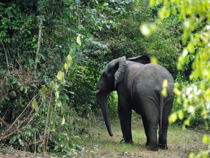 Image de Animaux. Au cœur de la vaste réserve naturelle du N’Zi, au nord-est de Bouaké, en Côte d’Ivoire, réside désormais un personnage inattendu : Ahmed, l'éléphant autrefois considéré comme un paria, trouve désormais son équilibre dans cet environnement préservé, loin des tumultes de la vie humaine. Son histoire, marquée par des périodes de cohabitation et de conflit avec les communautés locales, offre un aperçu poignant des défis posés par la préservation de la faune sauvage dans un monde en constante évolution. L'Odyssée d'Ahmed Pendant de nombreux mois, l'éléphant Ahmed a captivé l'imagination des habitants de Guitri et au-delà, suscitant à la fois fascination et appréhension. Devenu un symbole des tensions entre l'homme et la nature, Ahmed a connu des moments d'innocence partagée avec les habitants, mais aussi des accès de colère destructrice, laissant derrière lui un sillage de destruction dans les plantations locales. Au-delà des récits pittoresques, l'histoire d'Ahmed reflète les profondes fissures qui se creusent entre l'homme et la nature en Côte d'Ivoire. La croissance démographique, l'expansion agricole et l'urbanisation ont réduit l'espace vital des éléphants, les poussant à s'aventurer dans les terres agricoles à la recherche de nourriture, provoquant ainsi des conflits avec les populations locales. Le Transfert de l'Éléphant Ahmed Face à ces défis, les autorités ont pris des mesures pour protéger à la fois les populations locales et la faune sauvage. Le transfert d'Ahmed vers la réserve du N’Zi représente une tentative de trouver un équilibre entre les besoins des animaux sauvages et ceux des communautés humaines. Cette action témoigne d'une approche plus respectueuse de l'environnement, privilégiant le déplacement des animaux plutôt que leur abattage. L'arrivée d'Ahmed dans la réserve du N’Zi marque une étape cruciale dans la préservation de la biodiversité locale. Les autorités cherchent à créer des corridors de migration sécurisés pour permettre aux éléphants et à d'autres espèces de se déplacer librement tout en réduisant les conflits avec les populations locales. L'histoire d'Ahmed rappelle l'importance de promouvoir un développement durable qui préserve à la fois les habitats naturels et les moyens de subsistance des communautés locales. Alors que l'éléphant Ahmed s'adapte à son nouvel environnement, les villageois du N’Zi se demandent comment il se porte et comment il s'intègre parmi les autres pachydermes de la réserve. Son absence commence à se faire sentir, rappelant la complexité des relations entre l'homme et la nature. Comment Ahmed continuera-t-il à façonner les interactions entre les communautés humaines et la faune sauvage ? La réponse reste à découvrir. L'histoire d'Ahmed soulève des questions fondamentales sur la coexistence harmonieuse entre l'homme et la nature, et invite à réfléchir sur les actions nécessaires pour assurer un avenir durable pour tous.