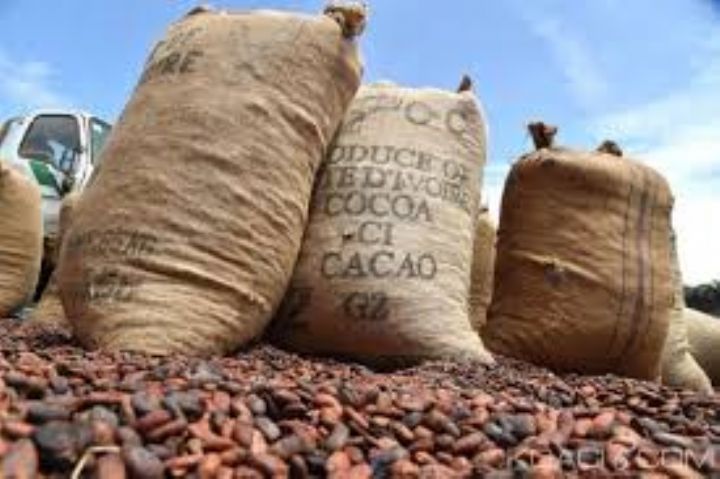 Image de Agriculture. Dans le cadre de la campagne intermédiaire, le Conseil café-cacao de la Côte d'Ivoire a établi un prix de référence pour le kilogramme de cacao à 1 500 FCFA/Kg. Cet établissement de prix, annoncé récemment, vise à encadrer et stabiliser le marché du cacao dans le pays. Cependant, cette décision est confrontée à des défis, notamment en ce qui concerne son respect par les acteurs du secteur. Une Tolérance Zéro pour le Non-Respect du Prix Face aux risques de non-respect du prix de cacao fixé, le Conseil café-cacao a pris une position ferme. Dans un communiqué adressé aux acteurs du secteur, il a rappelé l'importance vitale de respecter strictement le prix défini. Tout manquement à cette directive expose les contrevenants à des poursuites judiciaires sévères. Cette mesure vise à garantir la juste rémunération des producteurs et à maintenir l'équilibre économique de la filière cacao. La décision de fixer le prix du cacao à 1 500 FCFA/Kg intervient dans un contexte de fluctuations significatives sur le marché international du cacao. Malgré une hausse historique des prix sur le marché mondial, les producteurs ivoiriens ont dû faire face à des difficultés liées à la stagnation des prix locaux. Cette situation a suscité des préoccupations quant à l'équité des échanges et à la juste rémunération des producteurs. Réaction Rapide des Autorités La réaction des autorités ivoiriennes face à cette situation a été rapide. Confrontées à la pression des acteurs du secteur et soucieuses de préserver l'équilibre économique de la filière cacao, elles ont pris la décision courageuse d'augmenter le prix du cacao de 50%. Cette décision, bien que tardive, a été saluée comme un pas dans la bonne direction par de nombreux acteurs de la filière. L'augmentation du prix du cacao en Côte d'Ivoire vise à garantir la stabilité économique de la filière cacao dans le pays. En assurant une rémunération juste et équitable pour les producteurs, cette mesure vise à encourager la production et à promouvoir le développement durable du secteur. Cependant, son succès dépend en grande partie du respect effectif du prix fixé par tous les acteurs impliqués dans la chaîne de valeur du cacao. Alors que la Côte d'Ivoire s'efforce de stabiliser son secteur cacaoyer, des questions subsistent quant à l'avenir de la filière. Comment garantir une rémunération équitable pour les producteurs tout en assurant la compétitivité sur le marché mondial du cacao ? Quelles mesures supplémentaires peuvent être prises pour renforcer la transparence et l'équité dans la chaîne d'approvisionnement ? L'avenir de la filière cacao en Côte d'Ivoire dépendra de la capacité des acteurs à répondre à ces défis avec efficacité et détermination.