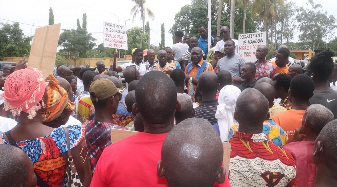 Image de Société. Le jeudi 11 avril 2024, à Daloa, une marche inhabituelle a pris place, non pas pour protester ou revendiquer, mais pour exprimer une gratitude collective envers le président Alassane Ouattara. Cette démonstration publique de reconnaissance fait suite à l'annonce de l'augmentation du prix d'achat bord champ du kilogramme de fèves de cacao à 1500 francs CFA. Les producteurs de café et de cacao, se sentant éminemment satisfaits de cette décision, ont voulu manifester leur gratitude envers le chef de l’État. Une marche pour traduire la satisfaction des producteurs Organisée par des acteurs clés de la filière cacao, cette marche symbolique a été initiée par M. Zobo Raphaël, président de la Coopérative agricole Awouané de Daloa. Selon lui, cette mobilisation visait à « dire merci au président Alassane Ouattara pour cette augmentation du prix de 50 % ». Partant du centre culturel, le cortège s'est dirigé vers la préfecture, une distance relativement courte mais chargée de symboles. La mobilisation, bien que modeste en nombre, était riche en sentiments. Les marcheurs, au nombre de cinq cents selon les organisateurs (un chiffre légèrement contesté par certains observateurs), arboraient fièrement des pancartes ornées de mots tels que « joie », « fierté », « gratitude » et « reconnaissance ». Ces expressions sincères reflétaient l'importance de la décision prise par le gouvernement et son impact positif sur la vie des producteurs. Un prix « historique » pour les producteurs Pour M. Zobo, cette augmentation du prix du cacao est historique et témoigne de la volonté du gouvernement de soutenir le secteur agricole. Il souligne également que cette décision intervient dans un contexte où le marché international du cacao connaît une certaine reprise, malgré les défis persistants liés à la volatilité des prix et à la concurrence mondiale. Cette revalorisation était attendue par de nombreux producteurs, qui voient en elle une reconnaissance de leur travail acharné et un soutien essentiel pour leur subsistance. Alors que la marche à Daloa représente un moment de célébration et de reconnaissance, elle soulève également des questions sur les défis à venir et les mesures nécessaires pour garantir la durabilité de l'industrie du cacao en Côte d'Ivoire. Comment le gouvernement compte-t-il maintenir ce prix élevé dans un contexte économique mondial incertain ? Quelles sont les initiatives prévues pour améliorer les conditions de travail des producteurs et assurer une croissance durable du secteur agricole ? Ces questions, bien que complexes, nécessitent une réflexion et une action continues pour garantir un avenir prospère pour les producteurs de café et de cacao en Côte d'Ivoire.