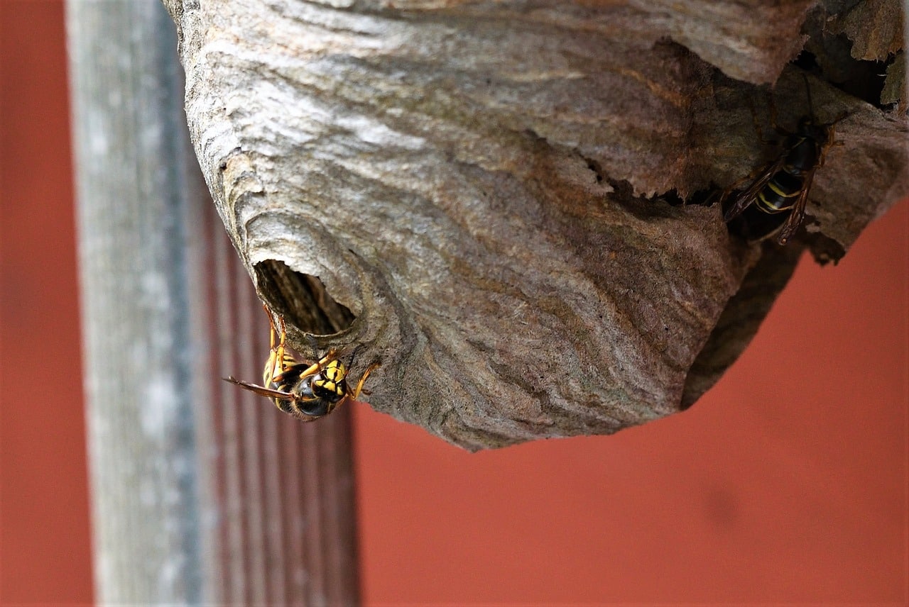 Image de 15 - 18 ans. Les beaux jours amènent souvent avec eux une augmentation des activités extérieures, mais également des invités indésirables sous forme de guêpes et de frelons. Ces insectes, bien que souvent inoffensifs s'ils ne se sentent pas menacés, peuvent rapidement devenir un problème lorsque leurs nids sont installés à proximité de nos maisons ou de nos lieux de vie en plein air. Heureusement, des solutions simples existent pour dissuader ces invités non désirés. Le Faux Nid : Une Astuce Magique L'une des astuces les plus simples et efficaces pour dissuader les guêpes et les frelons d'installer leurs nids chez vous est l'utilisation de faux nids. Ces derniers, qu'ils soient artisanaux ou achetés dans le commerce, donnent l'impression aux colonies environnantes que la zone est déjà occupée. Placés stratégiquement sous le toit, dans le grenier ou sur les arbres, ces faux nids sont une méthode non invasive et respectueuse de l'environnement pour éloigner ces insectes. Prévention et Répulsion Naturelle Outre l'utilisation de faux nids, d'autres mesures préventives peuvent être prises pour éviter les invasions de guêpes et de frelons. Tout d'abord, il est essentiel de ne pas attirer ces insectes en laissant des sources de nourriture à leur disposition. Les eaux stagnantes, les restes de nourriture et les déchets alimentaires sont autant de facteurs qui les attirent. En veillant à garder votre environnement propre et en utilisant des répulsifs naturels tels que la citronnelle, la menthe ou le vinaigre blanc, vous pouvez réduire considérablement le risque d'invasion. Réparations et Entretien Enfin, effectuer régulièrement des réparations et de l'entretien autour de votre maison peut également contribuer à dissuader les guêpes et les frelons de s'installer. Repérer et réparer les fissures dans les murs, les trous dans le jardin et les zones sombres et isolées où ces insectes pourraient construire leurs nids est essentiel pour maintenir un environnement hostile à leur égard. En suivant ces simples conseils et astuces, vous pouvez profiter pleinement de l'été sans craindre les invasions de guêpes et de frelons. La prévention, la dissuasion et l'entretien régulier sont les clés pour maintenir un environnement extérieur serein et sans tracas. Alors, n'hésitez pas à mettre en pratique ces méthodes et à profiter de la belle saison en toute tranquillité. Avez-vous déjà eu à faire face à une invasion de guêpes ou de frelons chez vous ? Quelles méthodes avez-vous utilisées pour les dissuader et les éloigner efficacement ?