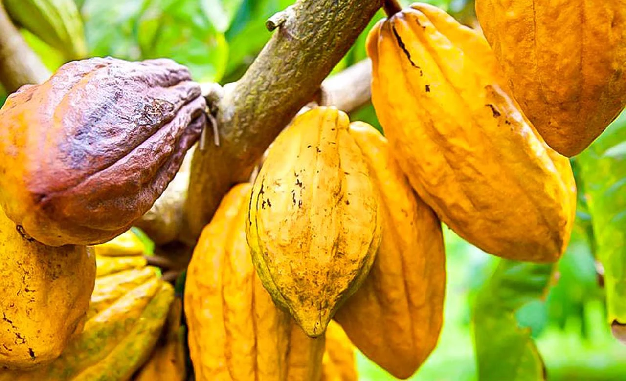 Image de Agriculture. La ville de Daloa a récemment servi de cadre à une réunion majeure entre les principaux acteurs de l'industrie cacaoyère en Côte d'Ivoire. Cette rencontre, survenue le vendredi 12 avril, a été convoquée en réponse à la décision gouvernementale d'augmenter le prix du cacao à 1500 FCFA/kg. Les représentants des planteurs, venus en masse des différentes régions du pays, ont convergé vers Daloa, formant ainsi une assemblée éclectique sous l'égide du Syndicat national agricole pour le progrès en Côte d’Ivoire (Synapci), de l’Association nationale des producteurs de Côte d’Ivoire (Anaproci) et du Conseil National des syndicats agricoles de Côte d’Ivoire (Conasaci). Analyse Approfondie et Réactions Concertées L'objectif primordial de cette réunion était de mener une analyse approfondie de la situation de la filière cacao et de formuler une réponse concertée face à cette augmentation des prix. Dans un communiqué émis à l'issue de cette assemblée, le président du Synapci, Koné Moussa, a souligné l'impérieuse nécessité de comprendre pleinement les enjeux avant de prendre toute décision formelle. Quatre résolutions, émanant des débats houleux et des échanges animés entre les délégués des producteurs, ont émergé de cette réunion, reflétant ainsi les préoccupations et les aspirations profondes du secteur. Des Revendications Claires et Déterminées La première résolution exprime une gratitude mesurée envers le président de la République pour sa décision d'augmenter le prix bord champ du cacao à 1500 FCFA/kg. Cependant, elle appelle à une révision à la hausse de ce prix, le portant à 2500 FCFA/kg, en raison de la tendance mondiale à la hausse des coûts de production. Cette demande, portée par les planteurs, vise à garantir une rémunération juste et équitable pour leur travail acharné. La deuxième résolution met en lumière la nécessité urgente d'augmenter le différentiel de revenu des sociétés coopératives de café-cacao à 250 FCFA/kg. Actuellement fixé à 80 FCFA/kg, ce différentiel est considéré comme insuffisant pour couvrir les coûts et assurer une rentabilité décente pour les coopératives. Les planteurs appellent à une révision de cette politique, soulignant son importance cruciale pour le maintien de la viabilité économique des coopératives. Vers une Filière Plus Équitable et Transparente La troisième résolution met en exergue la nécessité de réviser les textes régissant le fonctionnement de la filière café-cacao. Les planteurs insistent sur la pertinence d'apporter des ajustements significatifs pour améliorer l'efficacité et l'équité dans le secteur. Cette demande reflète le désir des planteurs d'instaurer une gouvernance plus transparente et équitable, garantissant ainsi un partage juste des bénéfices de l'industrie cacaoyère. Enfin, la quatrième résolution met l'accent sur l'importance de l'application complète de l'ordonnance N 2011-473 du 21 décembre 2011, signée par le Chef de l’État. Les planteurs appellent à une mise en œuvre intégrale de cette ordonnance, considérée comme un levier essentiel pour une gestion optimale de la filière café-cacao. Cette résolution reflète la détermination des planteurs à faire respecter les lois et les réglementations en vigueur, afin de garantir un environnement favorable à leur activité. Au terme de cette réunion d'envergure, une question demeure : quel sera l'avenir de la filière cacaoyère ivoirienne ? Alors que les planteurs continuent de revendiquer des conditions plus équitables et rémunératrices, il est impératif de prendre en compte leurs préoccupations et de travailler de concert pour assurer la stabilité et la prospérité de l'industrie cacaoyère. La voie à suivre nécessite un dialogue ouvert et constructif entre les différentes parties prenantes, avec pour objectif ultime la création d'une filière cacaoyère plus juste, durable et florissante pour tous.