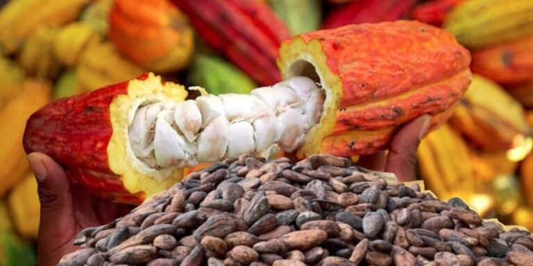 Image de Agriculture. Après la fixation du prix du cacao à 1500 francs CFA le kilogramme pour la campagne intermédiaire d'avril à septembre en Côte d'Ivoire, les principales organisations de producteurs, notamment l'Anaproci et Synap CI, ont exprimé leur préoccupation quant à la suffisance de ce tarif. Elles soulignent la nécessité d'une augmentation pour garantir aux agriculteurs une marge de sécurité financière adéquate. Une Initiative Suivie par le Ghana Le directeur de l'Anaproci, Koffi Kang, a affirmé que le prix actuel ne permettrait pas aux producteurs de constituer une réserve suffisante en cas de pertes de récolte. Selon lui, pour assurer une stabilité financière aux producteurs, le prix devrait être relevé à 2 500 francs ouest-africains (environ 4 dollars) par kilogramme. Cette proposition a également reçu le soutien de certains partis politiques, à l'instar de Simon Doho du Parti Démocratique de Côte d'Ivoire, qui a souligné la précarité financière de nombreux agriculteurs, malgré le rôle crucial du pays en tant que principal fournisseur mondial de fèves de cacao. La décision prise en Côte d'Ivoire a également influencé le Ghana, le deuxième exportateur mondial de cacao. Le président ghanéen, Nana Akufo-Addo, a appelé à une augmentation significative des prix d'achat, à hauteur de 58,2 %. Cette démarche souligne l'importance cruciale du cacao pour les économies de ces deux pays, qui ensemble fournissent une part importante de la production mondiale. Sensibilisation et Mesures de Répression Contre les Acheteurs Véreux Face aux préoccupations des producteurs, les autorités ivoiriennes ont lancé une campagne de sensibilisation, mettant en garde contre les acheteurs peu scrupuleux qui pourraient profiter de la situation. Des mesures de répression ont été annoncées, signalant une détermination à faire respecter les règles commerciales établies. Malgré ces initiatives, la question cruciale demeure : les autorités étatiques prendront-elles en considération les appels des producteurs et des organisations agricoles pour une révision du prix du cacao ? Cette demande légitime, portée par une majorité de producteurs et soutenue par des données économiques solides, mérite une attention particulière de la part des décideurs. La stabilité financière des agriculteurs, pilier de l'économie agricole ivoirienne, est en jeu. La voie vers une solution viable et équitable semble nécessiter un dialogue ouvert et une collaboration entre les différentes parties prenantes, afin de garantir un avenir durable pour l'industrie du cacao en Côte d'Ivoire.