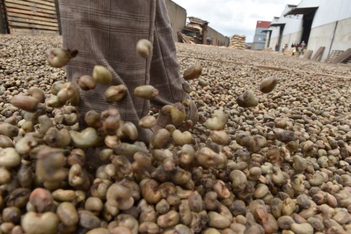 Image de Agriculture. La Côte d’Ivoire, l'un des principaux producteurs mondiaux de noix de cajou, traverse une période de commercialisation de l’anacarde particulièrement timide. Cette situation préoccupante place aussi bien les producteurs que les transformateurs locaux face à de nouveaux défis pour l'année en cours. Objectif : Franchir la barre des 300 000 tonnes Alors que le Conseil Coton Anacarde a pour ambition de voir la barre des 300 000 tonnes de noix brutes transformées franchie en 2024, la réalité sur le terrain peint un tableau plus mitigé. La période de commercialisation est marquée par une timidité significative, laissant présager des difficultés à venir pour les acteurs de la filière. Les prix bord champ oscillant entre 200 et 300 francs CFA le kilo ne sont guère encourageants pour les producteurs, qui font face à un autre défi majeur : le manque de pré-financement de la part des acheteurs. Cette situation contraint les producteurs à stocker leurs noix, aggravant ainsi une situation déjà précaire, avec certains d'entre eux portant encore sur leurs épaules des stocks invendus de l'année précédente. Des usines locales dans l'expectative Tant les usines locales que les multinationales adoptent une attitude attentiste, jugeant les prix actuels trop bas par rapport aux coûts de production, qui, eux, connaissent une tendance à la hausse. Avec une perte moyenne de 170 francs CFA par kilo de noix brutes transformées, les transformateurs sont dans une position délicate. De plus, la qualité des noix disponibles sur le marché ne répond pas toujours aux normes exigées par les acheteurs. La fragilité des transformateurs locaux s'accentue, exacerbant leurs difficultés à compenser les pertes, malgré les efforts de soutien de l'État. Certains d'entre eux attendent toujours leur stock d'amorçage pour démarrer leurs achats, alors que la qualité des noix brutes se détériore progressivement. Cette situation met en lumière les problèmes d'approvisionnement, d'accès au financement bancaire et de compétitivité auxquels sont confrontées les entreprises ivoiriennes du secteur. Malgré ces défis, le Conseil Coton Anacarde maintient son espoir de voir la barre des 300 000 tonnes franchie cette année. Dans cette optique, des initiatives ont été lancées, notamment des achats groupés auprès des coopératives de producteurs. Ces actions visent à injecter des liquidités sur le marché tout en veillant au respect des prix officiels. Quels seront les impacts à long terme de cette campagne timide sur l'économie ivoirienne et les acteurs de la filière anacarde ?