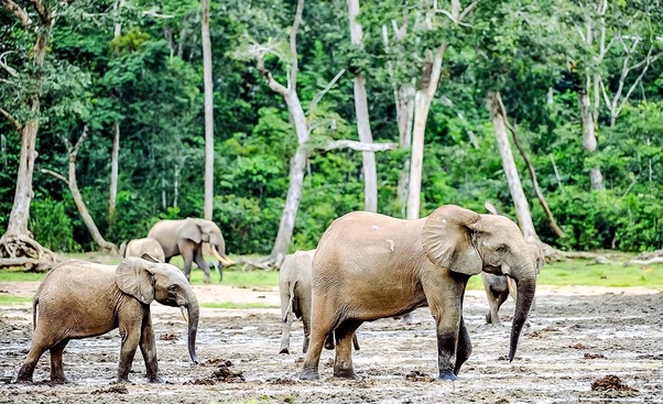 Image de Voyages. En 2022, l'aventurier et explorateur français, Nico Mathieux, a entrepris un défi audacieux : survivre seul en jungle africaine pendant 7 jours dans le Parc national de Taï, situé à l'Ouest de la Côte d'Ivoire. Ce parc abrite la dernière forêt primaire d'Afrique de l'Ouest, une région riche en biodiversité mais également pleine de défis et de dangers. Une Expédition Immersive et Captivante Pendant cette expédition de 100 kilomètres, Nico Mathieux a documenté son périple à travers une série de 2 épisodes, offrant ainsi aux spectateurs une immersion totale dans cet environnement sauvage et préservé. À travers ses images, il nous transporte au cœur de la jungle, nous faisant découvrir les paysages majestueux, la faune exotique et les défis quotidiens auxquels il a dû faire face. Cette expédition nous offre l'opportunité rare de redécouvrir un joyau naturel souvent oublié. Le Parc national de Taï abrite une biodiversité incroyable, avec une flore et une faune uniques qui méritent d'être préservées et protégées. Grâce au courage et à la détermination de Nico Mathieux, nous sommes témoins de la beauté et de la fragilité de cet écosystème précieux. Survivre seul en jungle africaine pendant une semaine n'est pas une tâche facile. Nico Mathieux a dû faire face à de nombreux défis, de la recherche de nourriture et d'eau à la navigation à travers un terrain accidenté et dense. Son expérience nous rappelle la résilience de l'esprit humain et la capacité de l'homme à s'adapter à des environnements extrêmes. Une Aventure qui Change une Vie Pour Nico Mathieux, cette expédition a été bien plus qu'une simple aventure. C'était une expérience transformative, une rencontre avec la nature brute qui l'a profondément marqué. Son récit nous inspire à sortir de notre zone de confort, à explorer le monde qui nous entoure et à apprécier la beauté de la nature dans toute sa splendeur. En résumé, l'expédition de Nico Mathieux dans la jungle africaine en 2022 nous rappelle l'importance de la préservation de notre environnement naturel et l'incroyable capacité de l'homme à s'adapter et à survivre dans des conditions extrêmes. C'est une invitation à l'aventure, à la découverte et à la connexion avec la nature, des valeurs essentielles dans notre monde moderne souvent dominé par la technologie et l'urbanisation.