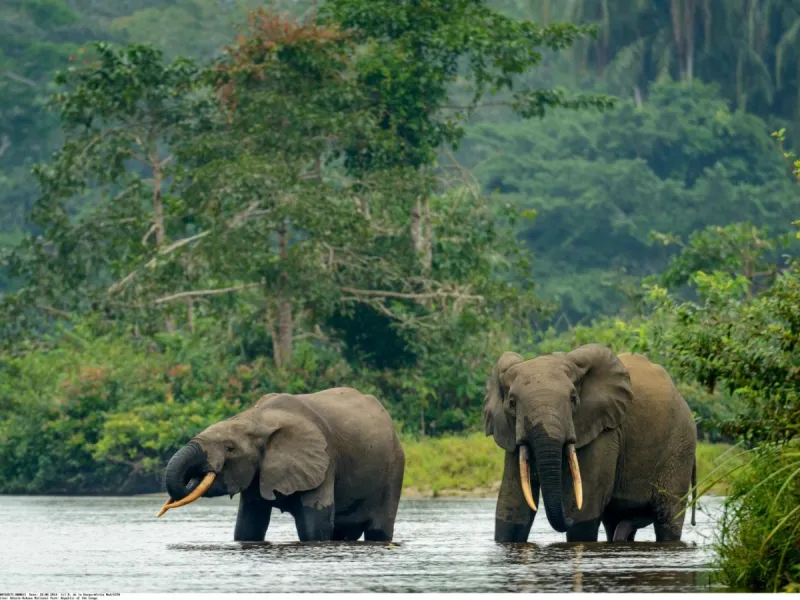 Image de Société. Depuis quelques jours, la sous-préfecture de Binao, dans le département de Tiassalé, est le théâtre d'une crise alarmante. Des éléphants, en quête de nourriture, ont envahi les plantations locales, causant des dommages considérables aux cultures et semant la terreur parmi les agriculteurs de la région. Cette intrusion met en lumière les défis complexes de la cohabitation entre l'homme et la faune sauvage, et soulève des questions urgentes sur la conservation de la biodiversité et la gestion des conflits homme-éléphant. Une Véritable Catastrophe Agricole Les témoignages des agriculteurs de Binao peignent un tableau sombre de la situation. Les éléphants, se déplaçant en troupeau, ont ravagé les plantations de bananes, de taro, de manioc, de maïs et surtout de cacaoyers. Les conséquences sont désastreuses pour les moyens de subsistance des habitants, comme l'explique un agriculteur local : "Tout est soit dévasté soit détruit. Je ne sais pas comment je vais vivre cette année, car tous les efforts d'une année entière viennent d'être broyés". Face à cette situation critique, les autorités locales sont interpellées pour agir rapidement et efficacement. Les services des Eaux et Forêts sont particulièrement sollicités pour trouver des solutions afin d'éviter de nouveaux dégâts. En attendant, les agriculteurs sont conseillés de rester prudents et d'éviter de se rendre dans leurs fermes, où ils risquent de croiser ces mastodontes destructeurs. Des Questions Urgentes sur la Coexistence Humain-Éléphant L'incursion des éléphants dans les plantations de Binao soulève des questions cruciales sur la cohabitation entre l'homme et la faune sauvage dans les zones rurales. Les conflits homme-éléphant sont un problème complexe et récurrent dans de nombreuses régions du monde, nécessitant des mesures de prévention et de protection pour assurer la sécurité des habitants et la préservation de la faune locale. Il est impératif que les autorités locales et les organisations de conservation collaborent pour élaborer des stratégies de gestion des conflits homme-éléphant. Ces stratégies devraient inclure des mesures de dissuasion non létales, des programmes de sensibilisation et de formation pour les agriculteurs, ainsi que des efforts de préservation des habitats naturels des éléphants. En reconnaissant l'importance écologique des éléphants en tant qu'espèce clé de l'écosystème, nous pouvons garantir la santé et la résilience des écosystèmes, tout en protégeant les moyens de subsistance des communautés locales. L'incursion des éléphants dans les plantations de Binao met en lumière les défis complexes auxquels sont confrontées les communautés rurales en matière de conservation de la faune sauvage et de gestion des ressources naturelles. Pour surmonter ces défis, une approche holistique et collaborative est nécessaire, qui concilie les intérêts des populations locales avec la préservation de la biodiversité et des écosystèmes fragiles.