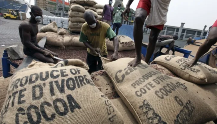 Image de Agriculture. La récente flambée des prix du cacao, qui avait atteint des sommets historiques, a été brusquement interrompue par une correction sévère, les cours chutant de 25% depuis leur pic. Cette baisse soudaine a pris de court de nombreux acteurs du marché, suscitant des interrogations sur les facteurs à l'origine de ce phénomène et sur ses implications pour l'industrie du cacao. Des cours en chute libre Après avoir atteint des niveaux record, les cours du cacao ont subi une correction brutale, avec une chute de 15% à Londres et de 14,7% à New York pour les contrats à terme. Comparé au pic enregistré en avril, cette baisse représente une dégringolade de plus de 25%, signalant une phase de correction majeure sur le marché. Cette correction est attribuée à une combinaison de facteurs techniques et de conditions météorologiques favorables. Les ajustements techniques sur le marché, notamment les exigences accrues en matière de garanties financières, ont contraint certains investisseurs à se retirer du marché. Parallèlement, les récentes conditions météorologiques plus clémentes en Afrique occidentale, principale région productrice de cacao, ont atténué les craintes concernant les récoltes à venir. Perspectives incertaines Malgré cette baisse temporaire des cours, les perspectives pour le marché du cacao restent incertaines. Les défis persistants, tels que les conditions météorologiques défavorables et les maladies des cultures, continuent de menacer la production de cacao dans la région. De plus, la propagation d'un virus affectant les cacaoyers au Ghana entraîne des pertes de récolte, exacerbant les préoccupations quant à l'approvisionnement futur en cacao. Alors que les marchés du cacao reprennent leur souffle après une période de forte hausse, la question qui se pose est de savoir si cette correction marquera une pause temporaire dans la tendance haussière ou si elle préfigure une nouvelle phase de volatilité sur le marché. Les acteurs de l'industrie chocolatière mondiale observent avec attention l'évolution de la situation, conscients des implications importantes pour leur secteur. La récente correction sur le marché du cacao met en lumière la volatilité et la complexité de ce secteur crucial. Alors que les cours subissent des fluctuations importantes, les acteurs du marché doivent rester vigilants et anticiper les défis futurs, notamment en matière de production et de demande. Dans un contexte où l'industrie chocolatière mondiale dépend largement du cacao, il est essentiel de comprendre les dynamiques du marché et d'adopter des stratégies adaptatives pour naviguer dans un environnement économique en constante évolution.