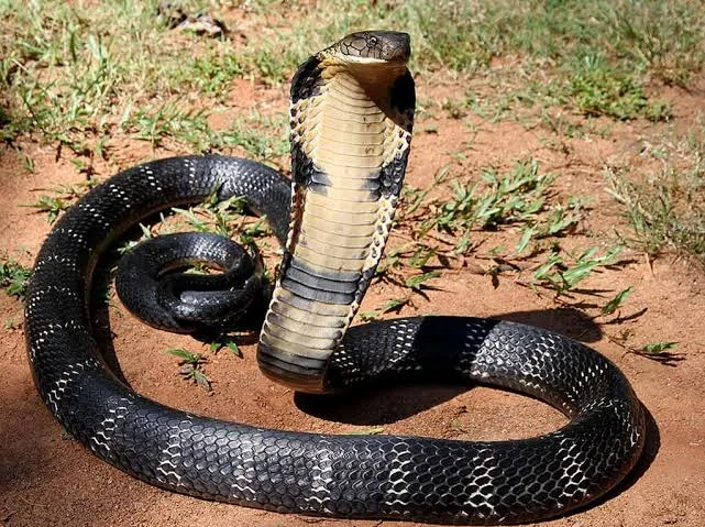 Image de Animaux. Le changement climatique, un phénomène aux multiples impacts, pourrait bientôt favoriser la migration des serpents venimeux, alerte une récente étude publiée dans le Lancet Planetary Health. Cette migration pourrait conduire à des conséquences graves, surtout en Afrique, où les pays ne sont pas tous prêts à faire face à cette menace grandissante. Impact du Changement Climatique sur les Serpents Venimeux Selon cette étude, réalisée par des chercheurs et des scientifiques spécialisés, les serpents venimeux subiront des transformations significatives dans leur habitat d'ici 2070. Alors que certaines espèces verront leur territoire se réduire en raison du changement climatique et des activités humaines, d'autres, au contraire, pourraient étendre leur zone de vie. Parmi ces dernières figurent plusieurs espèces de crotales, cobras, mambas, et surtout la vipère du Gabon de l’Ouest, dont l'habitat pourrait s'étendre de manière spectaculaire, jusqu'à 250%. Les pays africains, en particulier le Niger et la Namibie, pourraient être parmi les premiers touchés par cette migration des serpents venimeux. Cette situation pose un défi majeur pour les populations locales, car de nombreux pays ne disposent pas des ressources nécessaires pour faire face à cette menace croissante. Le manque de connaissances et de stocks suffisants de sérum anti-venin rend les populations vulnérables aux morsures, avertissent les chercheurs. Un Risque Sanitaire Sous-estimé Les morsures de serpents venimeux sont souvent classées comme une maladie tropicale négligée par l'Organisation mondiale de la santé (OMS). Chaque année, ces morsures entraînent entre 80 000 et 138 000 décès, ainsi que des centaines de milliers de cas d'amputations ou de lésions permanentes. Cette réalité souligne l'urgence de prendre des mesures préventives et de renforcer les systèmes de santé dans les régions les plus exposées. Face à cette menace imminente, il est impératif que les gouvernements et les organisations internationales renforcent leurs efforts pour prévenir et atténuer les effets de la migration des serpents venimeux. Cela inclut la mise en place de programmes de sensibilisation, le renforcement des capacités médicales locales et la promotion de la recherche sur les antidotes. La migration des serpents venimeux due au changement climatique est un défi de taille pour de nombreux pays, en particulier en Afrique. Pour éviter une crise sanitaire majeure, il est essentiel d'agir dès maintenant en mettant en place des mesures préventives et en sensibilisant les populations aux risques encourus. Se préparer aujourd'hui, c'est protéger les vies de demain.