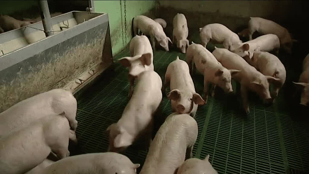 Image de Animaux. La Côte d'Ivoire est confrontée à une nouvelle alerte sanitaire avec la découverte de foyers de peste porcine africaine (PPA) dans les localités de Bouaflé et de Songon. Le ministère ivoirien des Ressources Animales et Halieutiques a confirmé cette situation préoccupante qui impose la prise de mesures urgentes pour limiter la propagation de la maladie et protéger la filière porcine du pays. Des enquêtes révèlent la présence de la PPA Suite à des mortalités suspectes de porcs signalées dans les élevages des départements de Bouaflé et de la sous-préfecture de Songon, des enquêtes ont été diligentées par les autorités compétentes. Les prélèvements effectués ont été analysés au laboratoire national d'appui au développement agricole (LANADA), qui a confirmé la présence du virus de la peste porcine africaine (PPA) dans les échantillons provenant des deux localités. La PPA étant une maladie hautement contagieuse avec une forte mortalité chez les porcs, le gouvernement ivoirien a immédiatement pris des mesures pour limiter la propagation de la maladie. Conformément au décret N°20216-794 du 8 décembre 2021 portant règlement de la police sanitaire des animaux, plusieurs actions ont été engagées. Des décrets préfectoraux ont été pris pour déclarer l'infection à Soubré et Songon, et des restrictions ont été imposées aux mouvements des porcs, produits et sous-produits porcins dans les zones concernées. De plus, un abattage sanitaire des porcs dans un rayon de 3 km autour des foyers d'infection sera effectué, suivi d'un nettoyage et d'une désinfection approfondis des zones touchées. La surveillance dans les zones à risque sera renforcée afin de détecter rapidement toute nouvelle propagation de la maladie. Le ministre des Ressources Animales et Halieutiques a également souligné que les propriétaires d'animaux recevront une indemnisation conformément au décret N°2022-352 du 1er juin qui prévoit les modalités d'indemnisation lors d'un abattage sanitaire. Rassurer la population et protéger la filière porcine Malgré la gravité de la situation, le gouvernement ivoirien tient à rassurer la population en soulignant que la PPA ne se transmet pas aux êtres humains. Il insiste sur le fait que la consommation de porc et de produits porcins cuits en toute sécurité reste sans danger. L'objectif principal des mesures prises est de préserver la santé des animaux, de protéger la filière porcine et de limiter les pertes économiques qui pourraient en découler. La Côte d'Ivoire n'en est malheureusement pas à sa première confrontation avec la Peste Porcine Africaine. En 1996, la maladie avait déjà frappé le pays, entraînant la mort de 100 000 porcs et occasionnant une dépense de plus de 1,8 milliard de FCFA pour l'État ivoirien. Depuis lors, le pays a connu quatre épizooties entre 2015 et 2022, engendrant des pertes économiques directes estimées à neuf milliards de FCFA pour la filière porcine. Quelles mesures supplémentaires pourraient être prises pour renforcer la prévention et la lutte contre la peste porcine africaine en Côte d'Ivoire ?**