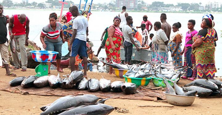 Image de Société. L'activité de l'exportation de thons en Côte d'Ivoire est un secteur économique florissant qui génère non seulement d'importants revenus, mais également des milliers d'emplois directs. Selon le directeur des services vétérinaires au ministère des Ressources animales et halieutiques, Dr Kallo Vessaly, cette industrie lucrative permet de créer environ 3000 emplois directs, contribuant ainsi au développement socio-économique du pays. Plongeons dans les détails de cette activité prospère et explorons son impact sur l'économie ivoirienne. Le thon ivoirien : Un produit phare de l'exportation halieutique La Côte d'Ivoire bénéficie d'une richesse naturelle exceptionnelle en termes de ressources halieutiques, et le thon occupe une place prépondérante parmi celles-ci. Avec ses eaux côtières poissonneuses, le pays offre des conditions idéales pour la pêche du thon, ce qui en fait une ressource abondante et prisée à l'échelle mondiale. Grâce à la qualité de ses produits et à l'efficacité de son système de contrôle sanitaire, la Côte d'Ivoire a su gagner une place de choix sur les marchés internationaux de l'exportation de thons. Selon les chiffres fournis par le directeur des services vétérinaires, pas moins de 50 000 tonnes de thons ivoiriens sont exportées chaque année vers l'Union européenne. Cette performance impressionnante témoigne de la compétitivité du secteur et de l'attrait des produits ivoiriens sur la scène internationale. L'une des retombées les plus significatives de l'activité d'exportation de thons est la création d'emplois directs. Selon les estimations, environ 3000 personnes trouvent un emploi grâce à cette industrie prospère. Ces emplois sont répartis dans différents maillons de la chaîne de valeur, allant de la pêche et de la transformation des produits jusqu'à leur exportation. Cette création d'emplois a un impact positif sur les conditions de vie des travailleurs et de leurs familles, contribuant ainsi à réduire le chômage et la pauvreté. Outre les emplois créés, l'activité d'exportation de thons génère également un chiffre d'affaires significatif pour l'économie ivoirienne. Avec un montant estimé à 70 milliards de francs CFA, cette industrie s'impose comme un moteur économique majeur, contribuant à la croissance et à la prospérité du pays. Les revenus générés permettent d'investir dans d'autres secteurs clés, tels que l'infrastructure, l'éducation et la santé, favorisant ainsi le développement global de la Côte d'Ivoire. Renforcement du système national de contrôle sanitaire : Une priorité gouvernementale Conscient de l'importance de garantir la sécurité sanitaire des produits alimentaires d'origine animale, le gouvernement ivoirien a pris des mesures concrètes pour renforcer son système national de contrôle. Le Dr Kallo Vessaly souligne les efforts déployés pour améliorer les normes de sécurité et les procédures de contrôle, assurant ainsi la qualité et l'intégrité des thons exportés. Cette volonté politique de préserver la santé des consommateurs renforce la confiance des partenaires internationaux et consolide la position de la Côte d'Ivoire sur les marchés mondiaux. Le système national de contrôle des denrées alimentaires d'origine animale en Côte d'Ivoire est salué comme un modèle d'efficacité. Grâce aux investissements et aux mesures prises, le pays dispose d'un système de contrôle solide qui garantit la conformité des produits exportés aux normes internationales. Cette réputation d'excellence renforce la crédibilité de la Côte d'Ivoire en tant que fournisseur fiable et de confiance sur le marché mondial du thon. Le succès de l'exportation de thons en Côte d'Ivoire ne fait que croître, plaçant le pays en position de leader sur la scène mondiale. En 2022, la Côte d'Ivoire était le deuxième exportateur mondial de thons, juste derrière le Japon. Cette performance remarquable témoigne du potentiel énorme du secteur halieutique ivoirien et de sa capacité à se développer davantage dans les années à venir. Malgré les succès et les avantages économiques de l'exportation de thons en Côte d'Ivoire, le secteur doit relever certains défis. La durabilité de la ressource halieutique, la concurrence internationale et les évolutions réglementaires sont autant de facteurs qui nécessitent une gestion proactive et une vision à long terme. Cependant, ces défis peuvent également être perçus comme des opportunités pour innover, diversifier les marchés et renforcer les pratiques durables, assurant ainsi la pérennité de l'industrie du thon en Côte d'Ivoire. L'activité d'exportation de thons en Côte d'Ivoire se révèle être un moteur économique majeur, créant des milliers d'emplois directs et générant d'importants revenus pour le pays. Grâce à son abondance en ressources halieutiques et à son système de contrôle sanitaire efficace, la Côte d'Ivoire s'affirme comme un acteur incontournable sur les marchés internationaux du thon. Cependant, relever les défis futurs et saisir les opportunités permettront de consolider et d'amplifier le succès de ce secteur clé de l'économie ivoirienne. Quelles mesures supplémentaires peuvent être prises pour assurer la durabilité et la croissance continue de l'exportation de thons en Côte d'Ivoire ?