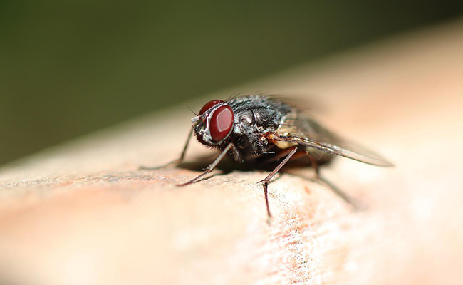 Image de 18 - 25 ans. Avec l'arrivée des beaux jours, les mouches font leur grand retour, envahissant nos maisons et nos espaces de vie. Face à cette nuisance désagréable, nombreux sont ceux qui se tournent instinctivement vers les insecticides chimiques pour s'en débarrasser. Cependant, il existe des alternatives non toxiques et respectueuses de l'environnement, héritées de nos ancêtres, qui s'avèrent tout aussi efficaces, voire plus. Parmi elles, les pièges à mouches fabriqués maison se démarquent comme des solutions simples et naturelles pour éloigner ces insectes indésirables. Découvrons ensemble deux méthodes éprouvées, inspirées de nos grands-mères, pour se débarrasser efficacement des mouches sans recourir à des produits chimiques nocifs. Fabriquer un piège à mouches maison 1. Le papier tue-mouches fait maison Moins esthétique mais certainement plus efficace que les attrape-mouches traditionnels, le papier tue-mouches fait maison est une solution simple et économique pour éliminer les mouches. Pour le réaliser, remplacez la glu par un mélange à base de miel liquide, d'eau et de sucre. Vous aurez également besoin de papier cartonné, de ciseaux et de ficelle. Après avoir préparé le mélange collant, découpez des bandes de papier, trempez-les dans le mélange et laissez-les sécher. Accrochez ensuite ces rubans tue-mouches dans des endroits stratégiques de votre maison. 2. Le piège à mouches avec appât Cette méthode consiste à utiliser un appât pour attirer les mouches dans un contenant d'où elles auront du mal à s'échapper. Vous pouvez choisir parmi différents appâts, tels que le vin rouge, le vinaigre de vin rouge, ou encore un mélange de sucre, de liquide vaisselle et de vinaigre de cidre chauffé. Versez l'appât dans un contenant adapté, puis placez-le dans des zones où les mouches sont les plus présentes. Les mouches seront attirées par l'odeur de l'appât et se retrouveront piégées à l'intérieur du contenant. Autres astuces pour éloigner les mouches En plus des pièges à mouches, il existe d'autres méthodes naturelles pour éloigner ces insectes de votre maison. Maintenir votre maison propre et utiliser des répulsifs naturels, tels que des plantes répulsives ou des huiles essentielles de citronnelle, menthe poivrée ou lavande, peut contribuer à limiter l'infestation de mouches. En suivant ces simples astuces, vous pourrez profiter pleinement de vos espaces intérieurs sans être envahi par les mouches, tout en préservant votre santé et l'environnement.