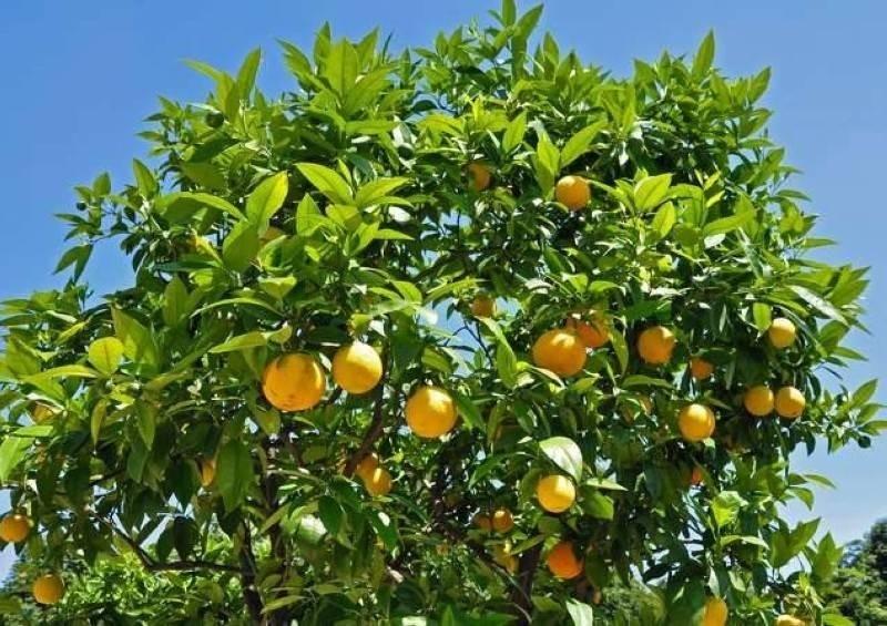 Image de Société. Ce samedi 18 mai 2024, les habitants d'Abidjan ont constaté des fluctuations notables des prix de certains produits alimentaires sur les marchés. Alors que certains produits conservent des prix stables, d'autres, comme les oranges et les citrons, connaissent des hausses significatives. Cette situation impacte directement les consommateurs et pose des questions sur les dynamiques économiques et les facteurs sous-jacents influençant ces variations de prix. Les Produits Vivriers : Entre Stabilité et Augmentation Les produits vivriers constituent une part essentielle de l'alimentation quotidienne des Ivoiriens. Cette semaine, certains de ces produits ont vu leurs prix fluctuer, avec des conséquences diverses pour les consommateurs. Ananas : Un Prix Stable L’ananas, apprécié pour ses qualités nutritionnelles et son goût sucré, affiche un prix stable à 400 FCFA le kilo. Cette stabilité peut être attribuée à une production locale constante et à une demande stable sur les marchés nationaux. "L'ananas reste un produit accessible, grâce à une production soutenue et une bonne gestion des filières agricoles", explique un commerçant d'Adjamé. Orange : Une Hausse Inattendue En revanche, le prix de l’orange a augmenté, atteignant 400 FCFA le kilo. Cette hausse peut surprendre, surtout en pleine saison de récolte. Plusieurs facteurs pourraient expliquer cette augmentation, notamment des perturbations climatiques, des difficultés logistiques ou une demande accrue. "Les conditions climatiques de cette année ont été imprévisibles, ce qui a affecté les récoltes d'orange", commente un producteur local. Avocat et Noix de Coco : Des Prix Inchangés Les avocats et les noix de coco restent à des prix stables de 450 FCFA et 150 FCFA le kilo respectivement. Cette stabilité indique une situation de marché équilibrée, où l'offre parvient à satisfaire la demande sans grandes fluctuations. "Nous avons réussi à maintenir une production régulière d'avocats et de noix de coco, ce qui a permis de garder les prix stables", indique un agriculteur de la région de Yamoussoukro. Citron : Une Hausse Significative Le citron, en revanche, a vu son prix grimper à 900 FCFA le kilo, une augmentation significative par rapport aux semaines précédentes. Cette flambée des prix pourrait s’expliquer par une offre limitée face à une demande en hausse, surtout en raison de son utilisation fréquente pour des fins culinaires et médicinales. "La demande pour le citron a explosé ces derniers temps, mais l'offre n'a pas suivi", analyse un économiste spécialisé en agriculture. Viande et Poisson : Une Situation de Stabilité Relative Sur le front des produits d’origine animale, la situation est marquée par une stabilité notable des prix, malgré quelques défis persistants dans le secteur. Pattes de Bœuf et Côte de Porc : Des Valeurs Stables Les pattes de bœuf et les côtes de porc maintiennent des prix stables à 1200 FCFA et 1100 FCFA le kilo respectivement. Cette stabilité des prix des viandes peut être le résultat de politiques efficaces de gestion de la chaîne d’approvisionnement et de production locale suffisante. "Nous avons travaillé dur pour stabiliser nos chaînes de production afin de maintenir les prix de la viande accessibles", affirme un boucher du marché de Treichville. Maquereau Importé : Un Prix Maintenu Le maquereau importé, un poisson très consommé, reste à 1500 FCFA le kilo. La stabilité des prix des poissons importés est souvent liée à des accords commerciaux favorables et à une gestion rigoureuse des stocks. "Grâce à des accords d'importation stables, nous avons pu maintenir les prix du maquereau à un niveau constant", déclare un importateur de produits de la mer. Facteurs Contribuant aux Fluctuations de Prix Les variations de prix observées sur les marchés abidjanais résultent de multiples facteurs, allant des conditions climatiques aux dynamiques de marché globales. Conditions Climatiques et Récoltes Les conditions climatiques jouent un rôle crucial dans la production agricole. Des saisons de pluies imprévisibles, des périodes de sécheresse prolongées ou des catastrophes naturelles peuvent affecter les récoltes et, par conséquent, les prix des produits vivriers. "Les producteurs d'agrumes ont particulièrement souffert cette année des variations climatiques, ce qui a entraîné des récoltes plus faibles et des prix plus élevés", souligne un spécialiste en météorologie agricole. Logistique et Distribution La logistique et la distribution sont également des éléments déterminants. Des perturbations dans les chaînes d'approvisionnement, dues à des infrastructures inadéquates ou à des grèves, peuvent impacter la disponibilité des produits sur les marchés. "Les retards dans la chaîne de distribution peuvent provoquer des pénuries temporaires et faire grimper les prix", explique un expert en logistique. Demande et Offre La loi de l’offre et de la demande est un autre facteur clé. Une demande accrue pour certains produits, sans augmentation correspondante de l’offre, conduit inévitablement à une hausse des prix. Cela est particulièrement visible dans le cas des citrons cette semaine. "La demande pour les citrons a augmenté de manière significative, mais les producteurs n'ont pas pu suivre le rythme", note un économiste. Conséquences pour les Consommateurs et les Vendeurs Les fluctuations des prix des produits alimentaires ont des répercussions directes sur les consommateurs et les vendeurs. Impact sur les Consommateurs Pour les consommateurs, les hausses de prix peuvent signifier une réduction du pouvoir d’achat, surtout pour les ménages à revenu moyen et faible. Les produits comme les citrons et les oranges, devenus plus chers, pourraient être moins accessibles pour certains. "Avec l'augmentation des prix des produits de base, de nombreuses familles doivent ajuster leur budget alimentaire", témoigne une mère de famille résidant à Abobo. Répercussions pour les Vendeurs Les vendeurs, quant à eux, doivent naviguer entre l'augmentation des coûts d'approvisionnement et la pression pour maintenir des prix compétitifs. "Nous devons ajuster nos prix en fonction de nos coûts d'approvisionnement, mais nous risquons de perdre des clients si les prix sont trop élevés", explique un marchand du marché de Cocody. Stratégies d’Adaptation et de Résilience Pour faire face à ces fluctuations, consommateurs et vendeurs développent diverses stratégies d’adaptation. Consommateurs : Choix Alternatifs et Budget Les consommateurs peuvent se tourner vers des produits alternatifs moins chers ou ajuster leur budget pour équilibrer les dépenses alimentaires. "Nous devons parfois renoncer à certains produits trop chers et chercher des alternatives plus abordables", confie un habitant de Yopougon. Vendeurs : Diversification et Gestion des Stocks Les vendeurs, de leur côté, peuvent diversifier leur offre et gérer plus efficacement leurs stocks pour répondre aux variations de la demande. "En diversifiant nos produits, nous pouvons mieux répondre aux besoins de nos clients tout en assurant notre rentabilité", déclare un commerçant du marché de Marcory. Perspectives et Solutions Durables Pour stabiliser les prix des produits alimentaires et garantir un accès équitable aux denrées de base, plusieurs solutions à long terme peuvent être envisagées. Amélioration des Infrastructures Agricoles Investir dans les infrastructures agricoles et les technologies modernes peut augmenter la résilience des cultures face aux aléas climatiques. "L'amélioration des infrastructures agricoles est essentielle pour assurer une production stable et de qualité", affirme un agronome. Politiques de Soutien et Régulation Des politiques de soutien aux agriculteurs, incluant des subventions et des programmes de formation, peuvent renforcer la production locale. Parallèlement, une régulation efficace des prix peut aider à prévenir les hausses excessives. "Les politiques de soutien agricole et une régulation efficace des prix sont cruciales pour stabiliser le marché", note un expert en politiques publiques. Promotion de la Consommation Locale Encourager la consommation de produits locaux peut réduire la dépendance aux importations et stabiliser les prix. "La promotion des produits locaux est une stratégie gagnante pour renforcer notre économie et stabiliser les prix", déclare un économiste. Les fluctuations des prix des produits vivriers, viande et poisson sur les marchés d'Abidjan mettent en lumière la complexité des dynamiques économiques locales. Alors que les habitants et les vendeurs s’adaptent à ces variations, des solutions durables doivent être mises en place pour assurer une stabilité à long terme. Comment les autorités et les acteurs du marché peuvent-ils collaborer pour garantir un accès équitable et abordable aux denrées alimentaires essentielles tout en soutenant une production agricole durable ?