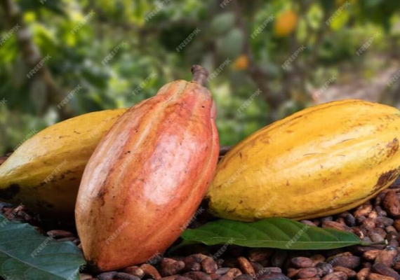 Image de Agriculture. La filière café-cacao représente un pilier économique crucial pour la Côte d'Ivoire, étant le premier producteur et exportateur mondial de cacao. Cependant, cette industrie est sujette à des rumeurs et des controverses qui peuvent sembler obscures pour ceux qui ne sont pas familiarisés avec ses mécanismes. Prix Garanti par l'État : Protection des Producteurs Chaque année, c'est l'État ivoirien qui fixe le prix bord champ garanti au producteur de cacao. Cette mesure vise à protéger les nombreux petits producteurs du pays des fluctuations du marché international. Ainsi, même lorsque les prix mondiaux du cacao sont bas, les producteurs ivoiriens bénéficient d'une rémunération stable grâce à ce prix garanti. Répondant à des pratiques contraires à la réglementation en vigueur, le Conseil du Café-Cacao a suspendu plusieurs coopératives et opérateurs. Ces pratiques incluent la rétention injustifiée des stocks, la fraude sur les déclarations de volumes certifiés, la spéculation sur les prix du cacao, et l'exportation illicite vers d'autres pays. Maintien de l'Équité et des Bonnes Pratiques Le Conseil du Café-Cacao souligne qu'il n'a pas suspendu les opérateurs pour avoir pratiqué des prix supérieurs au prix garanti. Au contraire, les enquêtes ont montré que les prix payés aux producteurs sont conformes à la réglementation. Tous les opérateurs de la filière sont tenus de respecter les règles régissant leurs activités, et les sanctions sont appliquées de manière équitable. La suspension des coopératives par le Conseil du Café-Cacao vise à garantir l'intégrité et l'équité dans la filière café-cacao. Cela montre l'importance d'une surveillance efficace pour assurer le respect des bonnes pratiques agricoles et commerciales, ainsi que la protection des intérêts des producteurs et de l'économie nationale. Quelles mesures supplémentaires pourraient être prises pour renforcer la transparence et l'intégrité dans la filière café-cacao en Côte d'Ivoire ?