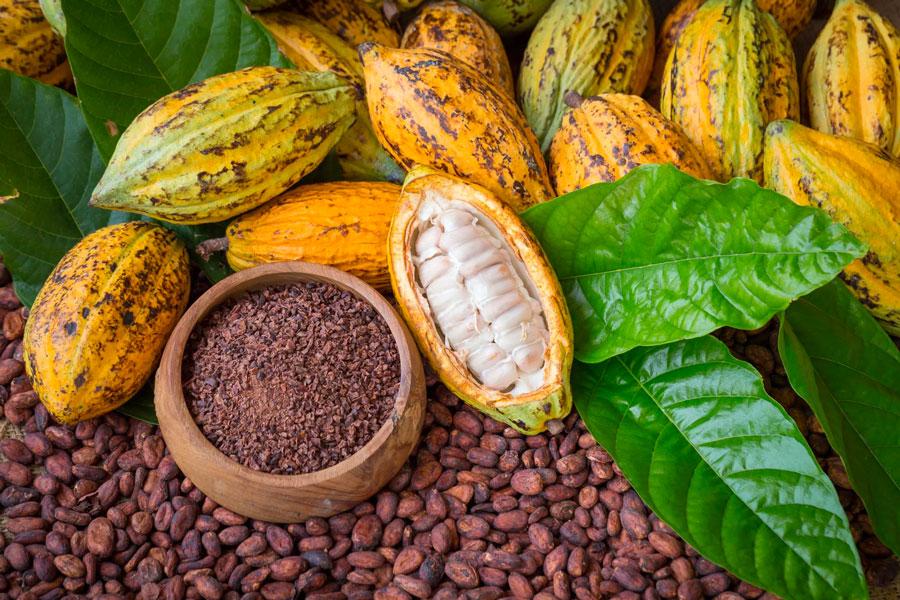 Image de Agriculture. Le Conseil café-cacao (CCC) se prononce sur les allégations concernant la suspension de coopératives associées à des acteurs libanais, rejetant toute implication infondée. La filière café-cacao, en raison de son importance cruciale pour la Côte d'Ivoire, fait l'objet d'une attention soutenue, avec des mesures strictes pour assurer l'équité et la légalité des transactions. La Sensibilité de la Filière Café-Cacao La réputation mondiale de la Côte d'Ivoire en tant que premier producteur et exportateur de cacao et de produits semi-finis rend la gestion de la filière particulièrement délicate. L'État intervient pour fixer le prix garanti au producteur, une démarche visant à protéger les petits producteurs des fluctuations du marché mondial. Chaque campagne voit l'État déterminer un prix fixe pour le cacao. La récolte anticipée et les ventes futures sont des pratiques régulières, permettant aux producteurs de bénéficier des fluctuations des prix internationaux. La saison 2023-2024 a marqué une première avec un prix élevé pour la petite campagne, en réponse à une augmentation des prix mondiaux. Les opérations de contrôle régulières du Conseil Café-Cacao ont identifié des pratiques contraires aux règles de la filière. Des opérateurs ont été suspendus pour diverses infractions, notamment la rétention de stocks, la fraude sur les déclarations de produits certifiés et l'exportation illicite. Ces sanctions visent à garantir l'intégrité de la filière et à protéger les intérêts des producteurs. Une Approche Non-Discriminatoire Le CCC insiste sur le caractère non-discriminatoire de ses actions, soulignant que les sanctions sont basées sur le non-respect des règles, et non sur des considérations ethniques ou nationales. Les prix pratiqués dans les zones de production sont conformes aux réglementations, sans sur-paiement des producteurs par les opérateurs suspendus. Le CCC réaffirme son engagement à maintenir l'ordre dans la filière café-cacao et à poursuivre les pratiques illégales. Les récentes suspensions et enquêtes démontrent la détermination du régulateur à garantir l'équité et la transparence dans toutes les transactions. La crédibilité de la filière et le bien-être des producteurs demeurent au cœur des préoccupations. Dans quelle mesure les mesures de régulation actuelles sont-elles efficaces pour garantir la transparence et l'équité dans la filière café-cacao à long terme ?