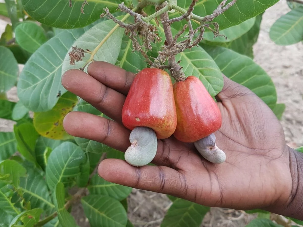 Image de Agriculture. La Côte d'Ivoire, premier producteur mondial de noix de cajou brutes, envisage un tournant décisif dans son secteur agricole. Avec le projet de promotion de la compétitivité de la chaîne de valeur de l'anacarde, le pays s'engage à développer de nouvelles variétés d'anacarde pour diversifier son agriculture et renforcer sa position sur le marché international. Investir dans l'amélioration de la productivité La mise en œuvre de la composante 2 du Projet de promotion de la compétitivité de la chaîne de valeur de l'anacarde vise à rendre les plantations actuelles plus productives et efficaces. Pour ce faire, le Centre national de recherche agronomique (CNRA) et le Conseil coton-anacarde s'associent pour développer un programme d'amélioration de la productivité, avec des nouvelles variétés d'anacarde plus performantes. La Côte d'Ivoire fait face à des défis majeurs dans le secteur de l'anacarde, notamment des crises liées à l'instabilité des prix et à la mévente de l'anacarde ivoirienne. Dans ce contexte, la diversification de l'agriculture devient une priorité nationale. Dr Brou Jérémie KOUADIO, Ingénieur agroéconomiste, souligne l'importance de développer des variétés résistantes aux variabilités climatiques pour garantir la durabilité de la filière. Vers une augmentation de la productivité par surface La mise en œuvre du programme de développement de nouvelles variétés d'anacarde implique une augmentation de la productivité par surface. Le CNRA prévoit de déployer la technologie générée à travers les Centres de développement de cajou installés à travers le pays. Ce projet ambitieux vise également à renforcer la position de la Côte d'Ivoire sur le marché international. Alors que la Côte d'Ivoire s'engage dans ce projet de développement de nouvelles variétés d'anacarde, se pose la question des enjeux à venir. Comment cette initiative contribuera-t-elle à la transformation de l'industrie anacardière ivoirienne et à la réalisation des objectifs nationaux en matière d'industrialisation et de commercialisation ?