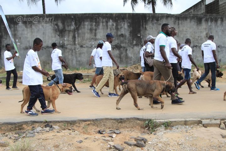 Image de Animaux. Une lutte sans merci contre la rage canine est engagée à Abigui, une sous-préfecture nichée à quelques encablures de Dimbokro, dans la région du N’Zi. L’initiative, lancée mardi dernier lors d'une cérémonie solennelle, vise à protéger la population locale contre cette maladie mortelle. Mobilisation générale pour une vaccination cruciale La campagne de vaccination, étalée sur cinq jours, intervient en réponse à un cas avéré de rage canine, confirmé après des analyses réalisées par le Laboratoire central vétérinaire de Bingerville. Sous la houlette du sous-préfet Thierro Michel Bohui, les autorités locales appellent à une mobilisation collective pour garantir la réussite de cette opération cruciale. Le sous-préfet a souligné l’importance de cette initiative, soulignant qu'elle est non seulement gratuite mais également obligatoire. Cette mesure vise à protéger efficacement la population contre les risques associés à cette maladie redoutable. Trois équipes dédiées vont sillonner les 17 villages composant la sous-préfecture d’Abigui pour administrer les vaccins. Cette campagne est menée par les services vétérinaires du ministère des Ressources animales et halieutiques, avec le soutien de la FAO, Organisation des Nations unies pour l’alimentation et l’agriculture. Sensibilisation préalable : informer pour mieux protéger Avant le lancement de la vaccination, une séance de sensibilisation a été organisée par la direction régionale du MIRAH et l’antenne régionale de l’Institut national de l’hygiène publique (INHP). Cette étape vise à informer et éduquer la population sur les dangers de la rage et l'importance de la vaccination. La campagne de vaccination contre la rage à Abigui témoigne de l'engagement des autorités locales à protéger la santé publique. Cependant, son succès repose sur la participation active de la population. En vaccinant leurs chiens, les habitants contribuent à prévenir les risques liés à cette maladie redoutable. Comment les autorités pourraient-elles encourager davantage la participation des habitants à cette campagne de vaccination contre la rage ?