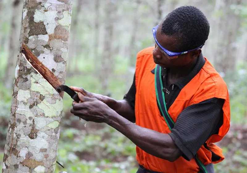 Image de Agriculture. Le secteur de l'hévéa en Côte d'Ivoire est actuellement le théâtre de vives tensions. Les membres de l'Union des Exportateurs d'Hévéa de Côte d'Ivoire (UEHCI) se sentent menacés par des décisions qu'ils jugent défavorables à leur activité. En particulier, la récente décision du Conseil de l'hévéa et du palmier à huile d'interdire l'exportation de fonds de tasse cette année a suscité des inquiétudes. Les exportateurs, qui représentent une part essentielle de la filière, estiment que cette mesure met en péril leur existence même. Alors que le mois de mai touche à sa fin, ils attendent toujours l'appel à déposer leurs demandes d'agrément d'exportation, un retard qui accroît leur anxiété. L'UEHCI Tire la Sonnette d'Alarme Les membres de l'UEHCI, par la voix de leur président Mélèdje Edward JK, ont exprimé leur inquiétude le vendredi 24 mai 2024. Dans une déclaration officielle, ils ont dénoncé ce qu'ils perçoivent comme une tentative de marginalisation de leur segment d'activité par les autorités régulatrices. "Si ce n’est pas le cas, alors ce serait de l’injustice", a affirmé Mélèdje Edward JK, soulignant que les usiniers, censés se concentrer sur la transformation, continuent d'exporter des fonds de tasse chaque année. Pour comprendre l'ampleur du problème, il faut se pencher sur les chiffres. La production nationale annuelle de caoutchouc brut en Côte d'Ivoire s'élève à environ 1,3 million de tonnes. Les capacités de transformation des usiniers, en grande partie des multinationales asiatiques, couvrent environ 70% de cette production, soit 910 000 tonnes. Le surplus, soit environ 390 000 tonnes, est destiné à l'exportation. Les exportateurs d'hévéa se demandent donc pourquoi ils sont accusés de priver les usiniers de matière première, alors que ces mêmes usiniers exportent également une partie significative des excédents. Les exportateurs regrettent profondément que leur corporation, composée de petites et moyennes entreprises locales, soit systématiquement diabolisée. Ils estiment que les arguments utilisés contre eux sont biaisés et ne reflètent pas la réalité de leurs contributions à la filière. "Nous ne devrions pas être dépeints négativement, mais plutôt félicités pour le rôle essentiel que nous avons joué dans le développement et l'amélioration de la compétitivité de la filière", a déclaré le président de l'UEHCI. Il est indéniable que les exportateurs de caoutchouc ont joué un rôle crucial dans l'amélioration des conditions de vie des paysans. Avant leur intervention, les producteurs se plaignaient de rémunérations insuffisantes et de délais de paiement excessivement longs. Grâce aux exportateurs, les paysans bénéficient désormais de prix plus rémunérateurs, conformes aux normes établies par le décret de 2013 sur la réforme agricole, qui stipule que le revenu des paysans doit représenter au moins 60% du prix CAF (coût, assurance et fret). Le président de l'Union des Exportateurs d'Hévéa souligne l'importance de maintenir des prix attractifs et une commercialisation fluide pour éviter le découragement des paysans. "Sans des prix attractifs et une commercialisation fluide, les paysans risquent de tomber dans le découragement, ce qui pourrait mener à un abandon progressif de la culture de l'hévéa", a-t-il averti. Cette situation aurait des conséquences désastreuses pour l'économie rurale et la production nationale de caoutchouc. L'UEHCI réaffirme son engagement envers la vision du Conseil de l'hévéa et du palmier à huile, qui vise à transformer localement 100% de la production nationale. Les exportateurs se disent prêts à entamer cette transition, mais demandent que cela se fasse de manière ordonnée. Ils proposent le 31 décembre 2026 comme date butoir pour l'arrêt des exportations de fonds de tasse, un délai qu'ils jugent nécessaire pour mettre en place de nouvelles unités de transformation. La Problématique des Agréments À l'approche de la fin du mois de mai, les exportateurs d'hévéa n'ont toujours pas été invités à déposer leurs demandes d'agrément pour l'exportation. Ce retard accentue leur sentiment d'insécurité et d'incertitude. Ils demandent que les agréments d'exportation de caoutchouc leur soient rétablis sans délai, afin de pouvoir continuer leurs activités sans interruption. L'Union des Exportateurs d'Hévéa représente un secteur vital pour l'économie ivoirienne. Avec 400 emplois directs et 2000 emplois indirects, elle exporte annuellement 150 000 tonnes de fonds de tasse, réalisant un chiffre d'affaires de plus de 120 milliards de francs CFA. Créée en 2023, l'Union joue un rôle crucial dans le développement économique et social de la Côte d'Ivoire. Le Conseil de l'hévéa et du palmier à huile s'est fixé l'objectif ambitieux de transformer localement la totalité de la production nationale de caoutchouc. Cette vision, bien que louable, nécessite une planification minutieuse et une transition en douceur pour ne pas perturber les acteurs existants de la filière. Les exportateurs d'hévéa souhaitent être pleinement impliqués dans les discussions sur l'avenir de la filière. Ils demandent une collaboration étroite avec le ministère de l'Agriculture et le Conseil de l'hévéa et du palmier à huile pour trouver des solutions viables qui bénéficieront à tous les acteurs. Pour atteindre l'objectif de transformer localement 100% de la production nationale, il est essentiel d'investir dans de nouvelles unités de transformation. Les exportateurs d'hévéa sont prêts à contribuer à cet effort, mais ils insistent sur la nécessité d'un délai suffisant pour permettre cette transition. La pérennité de la filière hévéa dépend de la capacité à maintenir un équilibre entre l'exportation et la transformation locale. Les exportateurs jouent un rôle clé dans cet équilibre, et toute mesure visant à réduire leur activité doit être soigneusement considérée pour éviter des perturbations économiques. La filière hévéa en Côte d'Ivoire est à un tournant crucial. Les exportateurs, représentés par l'UEHCI, demandent à être traités équitablement et à participer activement à la transformation du secteur. Ils ont prouvé leur capacité à contribuer positivement à l'économie nationale et à améliorer les conditions de vie des paysans. Il est essentiel que toutes les parties prenantes travaillent ensemble pour assurer un avenir prospère à cette filière vitale. Comment le gouvernement ivoirien peut-il équilibrer les intérêts des exportateurs et des usiniers tout en assurant une transformation locale efficace de la production de caoutchouc ?