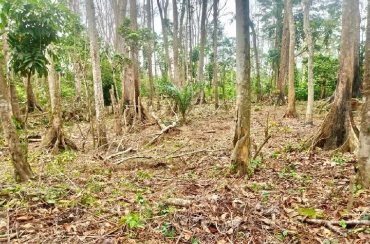 Image de Faits Divers. Au cœur de la forêt classée de Bolo Est, une découverte alarmante a récemment été faite par le chef de l'Unité de Gestion Forestière (UGF) de Dassioko, le Lieutenant Bouabi Charles, et son équipe. Une plantation forestière établie par la SODEFOR, destinée à restaurer et protéger la richesse végétale de la région, a été ravagée par des individus sans scrupules. Cette trouvaille met en évidence un problème persistant de déforestation illégale dans la région, malgré les efforts de sensibilisation et la législation en vigueur. Des Campagnes de Sensibilisation Intensives Depuis son arrivée à la tête de l'UGF de Dassioko, le Lieutenant Bouabi Charles a déployé des efforts considérables pour sensibiliser les populations locales aux enjeux de la conservation forestière. Des campagnes éducatives ont été organisées afin d'informer les habitants sur les bénéfices écologiques et économiques de la préservation des forêts. Malgré ces initiatives, des actes de défrichement et de destruction continuent de menacer la biodiversité de la région. Les actes de destruction des plantations de la SODEFOR constituent des violations flagrantes du code forestier en vigueur. Ce dernier prévoit des sanctions sévères pour les contrevenants, mais ces mesures dissuasives semblent ne pas suffire à enrayer le phénomène. La répression reste donc un enjeu crucial pour protéger les ressources naturelles de la région. Détermination à Agir Face à ce défi, le Lieutenant Bouabi Charles et son équipe sont déterminés à traduire les responsables en justice. Ils intensifient leurs efforts pour identifier et appréhender les auteurs de ces actes de vandalisme environnemental. Leur objectif est clair : faire respecter le code forestier et protéger les ressources naturelles de la région contre les prédateurs. La destruction de la plantation forestière de la SODEFOR à Dassioko représente un défi majeur pour la conservation environnementale dans la région. Il est impératif que les autorités locales et les communautés se mobilisent ensemble pour protéger leur patrimoine naturel. La collaboration entre l'UGF de Dassioko et les habitants est essentielle pour préserver la forêt classée de Bolo pour les générations futures. Alors que les efforts se poursuivent pour lutter contre la déforestation illégale à Dassioko, une question persiste : quelles solutions peuvent être mises en œuvre pour mettre fin à ces pratiques destructrices et assurer la préservation des forêts pour les années à venir ?