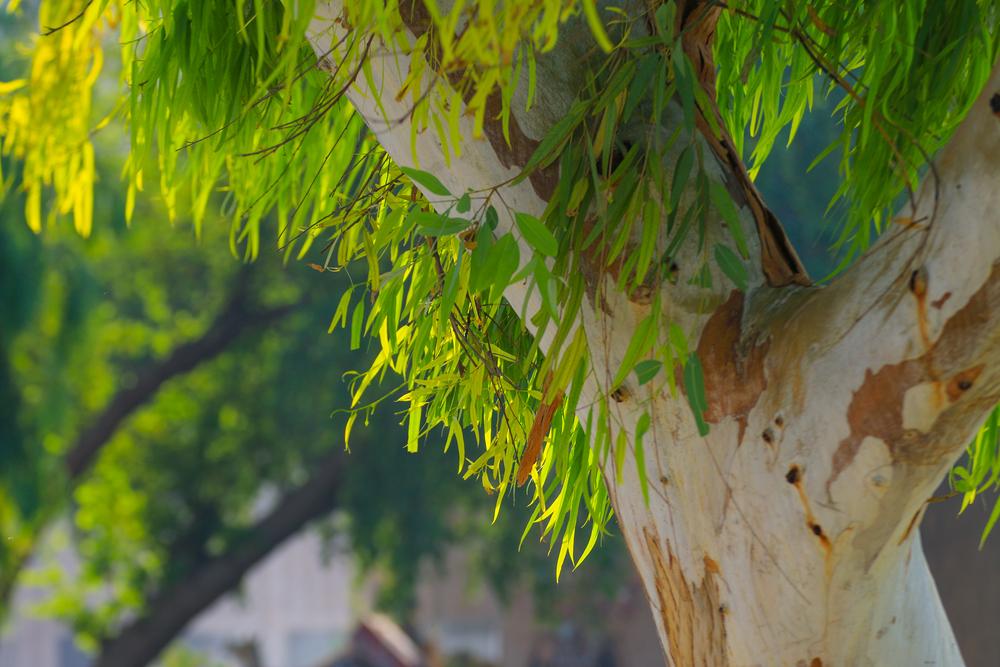 Image de Agriculture. Depuis que je suis passionné par le jardinage, une question m'a toujours intrigué : est-il possible d'empêcher les feuilles de pousser sur un arbre ? Cette question semble paradoxale, car les feuilles sont un élément essentiel de la vie des arbres, mais il existe des circonstances où l'on peut être tenté de vouloir limiter leur croissance. Dans cet article, je vais explorer cette question en examinant les méthodes potentielles pour contrôler la croissance des feuilles sur les arbres. Comprendre la croissance des feuilles Avant d'explorer les moyens de limiter la croissance des feuilles sur un arbre, il est important de comprendre pourquoi les feuilles poussent et leur rôle dans la vie de l'arbre. Les feuilles sont des organes végétaux essentiels pour la photosynthèse, le processus par lequel les plantes convertissent la lumière du soleil en énergie. En absorbant la lumière du soleil, les feuilles produisent des hydrates de carbone, qui sont utilisés par l'arbre pour sa croissance et son développement. De plus, les feuilles régulent la transpiration de l'arbre, en évaporant l'excès d'eau absorbé par les racines. La croissance des feuilles est influencée par plusieurs facteurs, notamment la disponibilité de la lumière du soleil, de l'eau et des éléments nutritifs, ainsi que les conditions climatiques et la génétique de l'arbre. Dans des conditions optimales, les feuilles poussent régulièrement au printemps et en été pour maximiser la photosynthèse et favoriser la croissance de l'arbre. Méthodes pour limiter la croissance des feuilles Bien qu'il ne soit pas possible d'empêcher complètement les feuilles de pousser sur un arbre sans compromettre sa santé, il existe quelques méthodes pour contrôler leur croissance dans certaines situations. L'élagage est l'une des méthodes les plus courantes pour contrôler la croissance des feuilles sur un arbre. En coupant les branches qui portent le plus de feuilles, on peut réduire la densité du feuillage et permettre à plus de lumière de pénétrer à travers l'arbre. Cela peut être particulièrement utile pour les arbres plantés près des bâtiments ou des lignes électriques, où l'espace est limité. La taille des racines peut également influencer la croissance des feuilles sur un arbre. En réduisant la taille du système racinaire, on limite la capacité de l'arbre à absorber l'eau et les nutriments du sol, ce qui peut entraîner une croissance réduite des feuilles. Cependant, il est important de noter que la taille des racines peut également compromettre la santé générale de l'arbre et augmenter sa vulnérabilité aux maladies et aux ravageurs. Certains traitements chimiques peuvent être utilisés pour limiter la croissance des feuilles sur un arbre. Par exemple, des produits chimiques comme le glyphosate peuvent être appliqués sur les feuilles pour les faire tomber prématurément. Cependant, l'utilisation de produits chimiques peut présenter des risques pour la santé humaine et l'environnement, et il est recommandé de les utiliser avec prudence et conformément aux directives du fabricant. Considérations éthiques et environnementales Avant de recourir à des méthodes pour limiter la croissance des feuilles sur un arbre, il est important de prendre en compte les considérations éthiques et environnementales. Les arbres sont des êtres vivants qui méritent d'être traités avec respect et considération. Modifier leur croissance naturelle pour répondre à nos besoins est une décision qui doit être prise avec soin et réflexion. Il est essentiel de peser les avantages et les inconvénients de toute intervention sur un arbre et d'agir de manière éthique et responsable. Les arbres jouent un rôle crucial dans les écosystèmes en fournissant de l'ombre, en abritant la faune et en régulant le climat local. Toute intervention qui modifie la croissance des feuilles d'un arbre peut avoir un impact sur l'équilibre écologique de son environnement. Il est donc important de prendre en compte les répercussions potentielles sur l'écosystème avant de prendre des mesures pour limiter la croissance des feuilles sur un arbre. En conclusion, il n'est pas possible d'empêcher complètement les feuilles de pousser sur un arbre sans compromettre sa santé et son bien-être. Cependant, il existe des méthodes pour contrôler leur croissance dans certaines situations, telles que l'élagage, la taille des racines et l'utilisation de traitements chimiques. Avant de recourir à ces méthodes, il est important de prendre en compte les considérations éthiques et environnementales et d'agir de manière éthique et responsable. Quelle est votre opinion sur le contrôle de la croissance des feuilles sur les arbres ? Pensez-vous qu'il est acceptable d'intervenir dans la croissance naturelle des arbres pour répondre à nos besoins pratiques ? Quelles méthodes recommanderiez-vous pour limiter la croissance des feuilles sur un arbre de manière responsable ?