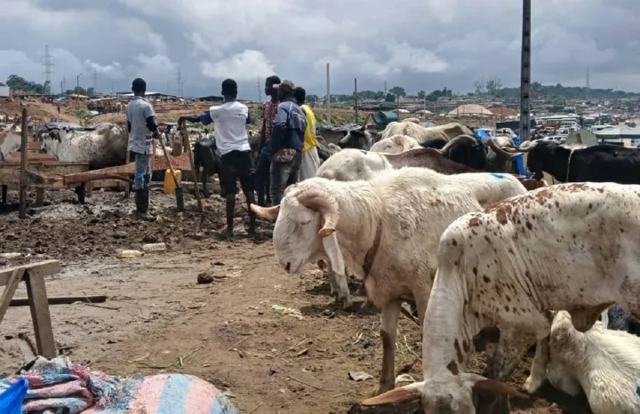 Image de Société. Les marchands de bétail se sont exprimés, ce mardi 4 juin 2024, sur les défis rencontrés sur le nouveau site du parc à bétail à Adjamé. Après la décision de délocaliser le parc de l'abattoir de Port-Bouët, les acteurs de la filière ont déménagé sur un nouveau site de 25 hectares, à Adjamé. Cependant, cette transition n'est pas sans obstacles, comme en témoignent les difficultés majeures auxquelles ils font face sur leur nouveau lieu de travail. Les manques criants d'infrastructures de base Sur le nouveau site, les marchands de bétail rencontrent plusieurs problèmes majeurs. Parmi ceux-ci figurent l'insuffisance des parcs à bétail, l'absence de lieux de restauration, d'eau, de toilettes et le manque d'éclairage à certains endroits. Ces problèmes sont particulièrement aigus pour les vendeurs de bétail venus de Yopougon, Abobo, Williamsville et Anyama, qui ont été les premiers à s'installer sur le nouveau site. "C'est un peu serré. Nous sommes obligés de vendre certains animaux pour qu'il y ait de l'espace pour permettre aux autres de respirer. On risque d'avoir des pertes", souligne Tamboura Moussa, un grossiste de bétail. Avec seulement un enclos pour ses deux camions de bétail, Tamboura Moussa est contraint de vendre rapidement une partie de ses animaux pour éviter la surpopulation et les pertes potentielles. "Tous les grands acteurs que je connais, capables d'envoyer chaque semaine au moins 10 à 15 camions de bétail, n'ont pas de parc ici. Tous ceux que tu vois sont des détaillants", déplore-t-il. Même constat pour Barry Salif, un autre marchand s'approvisionnant au Burkina Faso. "Nous n'avons pas encore de place. Nous avons emprunté la place de quelqu'un pour deux heures afin de vendre nos moutons. Après ces deux heures, je dois chercher un autre endroit. C'est dur, nous sommes en train de nous débrouiller", explique-t-il. Une attribution des parcs à bétail contestée Les marchands de Port-Bouët, arrivés plus récemment, peinent également à trouver des parcs disponibles, malgré le fait que l'aménagement du site ne soit pas encore complètement terminé. Certains affirment même que des personnes extérieures à la corporation ont obtenu jusqu'à six places. "Certains ont des places, mais d'autres n'en ont pas eu. En outre, certains marchands affirment que des personnes extérieures à la corporation ont obtenu jusqu'à six places", révèle Dicko Oumar, ancien vendeur de bétail à Attécoubé. Ces témoignages soulignent les défis majeurs que doivent surmonter les marchands de bétail sur le nouveau site à Adjamé. L'insuffisance des infrastructures de base telles que l'eau, l'éclairage et les toilettes, ainsi que la gestion inadéquate de l'attribution des parcs, mettent en péril la viabilité de leurs activités. Des solutions rapides attendues Les acteurs de la filière appellent à des solutions rapides pour remédier à ces problèmes, afin de stabiliser le commerce du bétail et d'assurer des conditions de travail décentes pour tous les marchands. "Le transfert vers le nouveau site, bien qu'initié avec l'intention de moderniser et de rationaliser le commerce du bétail, nécessite des ajustements urgents pour répondre aux besoins des marchands et pour garantir la pérennité de cette activité essentielle", souligne un acteur de la filière. La collaboration entre les autorités du District autonome d'Abidjan et les acteurs de la filière sera cruciale pour résoudre ces défis et améliorer les conditions sur le terrain. Seule une approche concertée et une réponse rapide aux préoccupations des marchands permettront de garantir la viabilité de ce secteur économique vital. Question ouverte : Comment les autorités et les acteurs de la filière peuvent-ils trouver des solutions durables pour surmonter les défis auxquels sont confrontés les marchands de bétail sur le nouveau site du parc à Adjamé ?