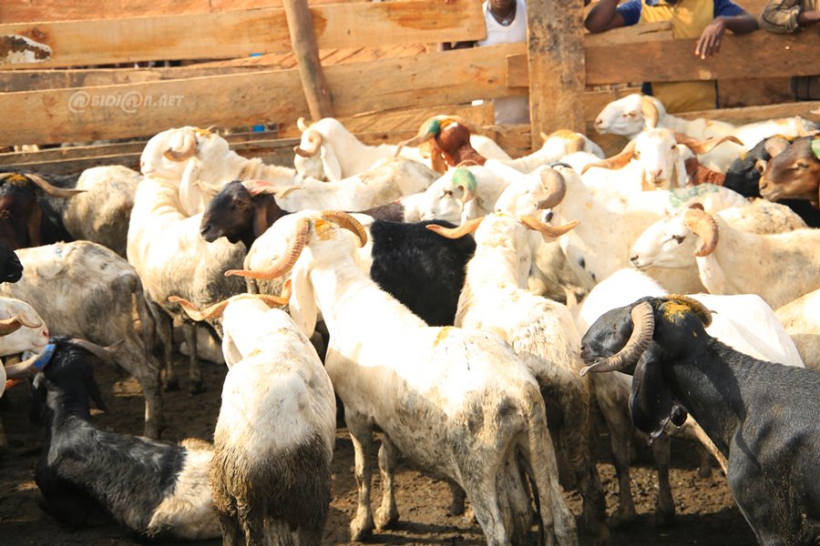 Image de L'islam pour les musulmans. La Côte d'Ivoire se prépare à célébrer la Tabaski, également connue sous le nom d'Aïd-El-Kebir, le dimanche 16 juin 2024. Cette annonce a été officiellement faite par les autorités religieuses du pays, le Conseil Supérieur des Imams, des Mosquées et des Affaires Islamiques (COSIM) et le Conseil des Imams Sunnites (CODISS). Ces deux instances confirment que la station à Arafat, un pilier du Hajj, aura lieu le samedi 15 juin, marquant ainsi le début des célébrations qui atteindront leur apogée le lendemain. Signification Spirituelle de la Tabaski La Tabaski|Aïd-El-Kebir, ou Aïd-El-Kebir, est l'une des fêtes les plus sacrées de l'islam, célébrée par des millions de musulmans à travers le monde. Elle commémore la soumission d'Ibrahim (Abraham) à Dieu, qui lui avait ordonné de sacrifier son fils, Ismaël. Selon la tradition islamique, au moment d’exécuter l'ordre divin, Dieu a substitué un bélier à Ismaël, épargnant ainsi sa vie. Cette histoire symbolise la foi et l'obéissance absolues à Dieu. En Côte d'Ivoire, la préparation pour la Tabaski est un mélange vibrant de spiritualité et de communauté. Les familles achètent des béliers, qui sont soignés avec une attention particulière jusqu'au jour de la fête. Les marchés s'animent, remplis de fidèles en quête des meilleurs animaux pour le sacrifice. "C'est un moment de grande importance pour nous. Chaque famille fait de son mieux pour respecter cette tradition", explique un imam local. La Tabaski n'est pas seulement un événement spirituel, mais aussi une période de forte activité économique. Les commerçants de textiles, d'aliments et d'autres biens consommables voient leurs ventes augmenter considérablement. Cependant, cette fête pose également des défis, notamment en termes de prix des moutons qui peuvent parfois être prohibitifs pour certaines familles. Les autorités et les organisations caritatives mettent souvent en place des programmes pour aider les plus démunis à participer pleinement à cette célébration. La Station à Arafat: Un Moment Clé La station à Arafat, qui précède la Tabaski, est un moment crucial pour les pèlerins effectuant le Hajj à La Mecque. Pour ceux qui ne peuvent pas faire le pèlerinage, des prières spéciales et des sermons sont organisés dans les mosquées locales. "La station à Arafat est le cœur du Hajj. Elle représente un moment de profonde réflexion spirituelle et de prière pour tous les musulmans", souligne un érudit islamique ivoirien. La Tabaski est également un moment de cohésion sociale en Côte d'Ivoire, un pays marqué par une diversité religieuse. Musulmans et non-musulmans partagent souvent des repas et se rendent visite. Cette ouverture contribue à renforcer l'unité et la compréhension mutuelle entre les différentes communautés. "La Tabaski est une fête pour tous les Ivoiriens, elle nous unit au-delà de nos différences religieuses", affirme un leader communautaire. Alors que la Côte d'Ivoire se prépare à célébrer la Tabaski le 16 juin 2024, l'anticipation est palpable à travers le pays. Cette fête n'est pas seulement une occasion de réaffirmer la foi et les traditions islamiques, mais aussi de célébrer la diversité et la résilience de la société ivoirienne. En ces temps de préparation et de réflexion, la Tabaski rappelle les valeurs de partage, de charité et de communauté qui sont essentielles à toute société prospère. Comment les célébrations de la Tabaski peuvent-elles continuer à servir de pont pour une meilleure compréhension et intégration interreligieuse en Côte d'Ivoire?