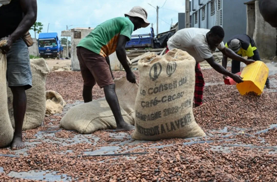 Image de Agriculture. La Côte d'Ivoire, premier producteur mondial de cacao, s'apprête à une refonte majeure de son système de commercialisation du cacao, avec pour objectif de rationaliser et sécuriser la chaîne d'approvisionnement cruciale pour son économie agricole. Vers l'élimination des intermédiaires : Une réforme stratégique Selon des informations récentes de Reuters, le Conseil du Café-Cacao (CCC) de Côte d'Ivoire projette une réforme ambitieuse visant à éliminer les pisteurs et les acheteurs intermédiaires du processus d'achat de cacao. Actuellement, ces acteurs indépendants jouent un rôle central en achetant directement des fèves auprès des fermiers pour les revendre aux exportateurs, représentant ainsi environ 80 % des volumes totaux expédiés vers les ports d'Abidjan et de San Pedro. Dès le début de la campagne cacaoyère 2024/25 en octobre prochain, un nouveau système de traçabilité et de certification entièrement numérisé entrera en vigueur. Ce système permettra un paiement direct des agriculteurs par les exportateurs, utilisant des cartes d'identification multifonctionnelles. Selon Arsène Dadie, directeur du marketing intérieur au CCC, ce changement favorisera les coopératives de cacao comme intermédiaires exclusifs, réduisant ainsi les risques et les coûts associés aux pratiques actuelles. Actuellement, environ 580 coopératives participent à un projet pilote du nouveau système, avec l'engagement de 22 exportateurs sur 100. En parallèle, des mesures strictes seront mises en place pour s'assurer de la conformité au nouveau cadre réglementaire. Le CCC prévoit de restreindre le nombre de permis délivrés aux intermédiaires et d'intensifier les contrôles pour garantir une mise en œuvre efficace et équitable de la réforme. Un changement nécessaire face aux défis persistants Cette réforme intervient à la suite de défis persistants dans la chaîne d'approvisionnement du cacao, incluant des retards chroniques dans les livraisons aux ports causés par les pratiques des intermédiaires indépendants. Ces retards ont non seulement perturbé les exportations mais ont également affecté l'approvisionnement des usines locales de transformation du cacao, forçant parfois le CCC à suspendre temporairement les exportations pour répondre aux besoins urgents du marché intérieur. En conclusion, la transition vers un système de commercialisation plus direct et contrôlé marque un tournant significatif pour l'industrie cacaoyère ivoirienne. Cependant, son succès dépendra de la capacité du gouvernement et des acteurs de l'industrie à naviguer avec succès à travers les défis opérationnels et les implications socio-économiques de cette réforme ambitieuse. Alors que la Côte d'Ivoire s'engage résolument vers une réforme visant à optimiser sa filière cacao, la question reste posée sur l'impact potentiel sur les petits producteurs et leurs conditions de vie. Quelles seront les implications sociales et économiques de ce changement radical dans la dynamique traditionnelle de vente de cacao? Les coopératives seront-elles véritablement en mesure de répondre aux besoins des agriculteurs tout en assurant une distribution équitable des bénéfices?