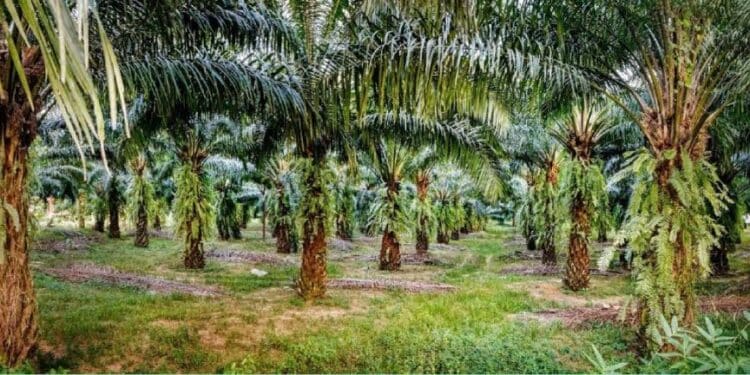 Image de Agriculture. Dans une démarche visant à renforcer la compétitivité et la durabilité du secteur du palmier à huile en Côte d’Ivoire, le gouvernement a lancé le Programme Palmier Ivoire (PPI) avec un investissement significatif de plus de 118 milliards de FCFA. Cette initiative, intégrée au Projet des Chaînes de valeur compétitives pour l’Emploi et la Transformation économique (PCCET), vise à moderniser les pratiques agricoles et à réduire les disparités de production entre petites exploitations et plantations industrielles. Objectifs du Programme Palmier Ivoire Le Programme Palmier Ivoire (PPI) représente un effort stratégique pour améliorer la productivité des plantations villageoises de palmiers à huile. En s’appuyant sur une infrastructure renforcée et des formations spécialisées, il ambitionne de transformer le paysage agricole local en favorisant une gestion plus efficiente et durable des ressources. Lors de la cérémonie de lancement à Yamoussoukro, le Ministre de la Promotion de la Jeunesse, de l’Insertion professionnelle et du Service civique, Mamadou Touré, a souligné l'importance du PPI dans la promotion de l’emploi des jeunes. « Ce programme est une étape cruciale dans notre engagement à moderniser l’agriculture et à offrir des opportunités de formation aux jeunes Ivoiriens », a déclaré le Ministre. Le partenariat entre le gouvernement ivoirien, l’Agence Emploi Jeunes et le centre de formation Sup Agro du groupe NEPER Ventures illustre l’approche intégrée du PPI. Des modules de formation spécialisés seront introduits pour renforcer les compétences en entretien des équipements, en sécurité et en santé, avec un investissement initial de 297 millions de FCFA. Cette initiative vise à doter la main-d'œuvre locale des compétences nécessaires pour opérer efficacement dans un environnement agricole moderne et sécurisé. Impact Anticipé et Défis à Surmonter Le succès du Programme Palmier Ivoire dépendra de sa capacité à intégrer les technologies agricoles avancées tout en répondant aux défis environnementaux et socio-économiques locaux. Comment le gouvernement envisage-t-il de surmonter les obstacles potentiels et de garantir une participation équitable des petits producteurs et des jeunes dans ce projet ambitieux ? L'investissement massif dans le Programme Palmier Ivoire marque une nouvelle ère pour le secteur du palmier à huile en Côte d’Ivoire, promettant une modernisation significative et une augmentation de la productivité agricole. Alors que le projet prend forme, les regards restent tournés vers les résultats concrets et l'impact durable sur les communautés rurales. Comment ce programme influencera-t-il non seulement la production agricole mais aussi le développement économique et social à long terme ?