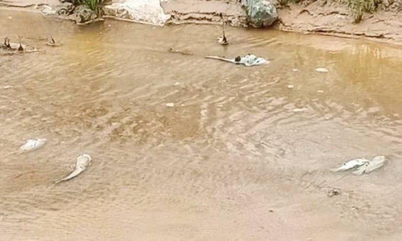 Image de Société. Le samedi 29 juin 2024, une grave pollution a affecté le fleuve Cavally, essentiel à la vie de plusieurs communautés à Ouyatouo, dans le département de Zouan-Hounien, suite à un incident au bac à cyanure de la Société Endeavour Mining. Cet événement a non seulement entraîné la mort massive de poissons mais a également provoqué de sérieux problèmes de santé parmi les habitants locaux, mettant en lumière les risques environnementaux associés à l'exploitation minière. Détails de l'Incident La rupture de la digue du bassin CIL (Carbon-in-Leach) de la mine d'Ity, exploitée par Endeavour Mining, a libéré des substances toxiques, notamment du cyanure, dans le fleuve Cavally. Ce cours d'eau, qui joue un rôle crucial pour les communautés riveraines, s'est trouvé fortement contaminé, affectant l'eau potable et les ressources alimentaires de la région. Les autorités locales, alertées par les notabilités de la région, ont rapidement réagi. Une série de mesures urgentes a été mise en place, incluant des campagnes de sensibilisation pour prévenir la consommation d'eau non traitée et de poissons morts. Le préfet a coordonné avec la direction départementale des mines de Danané et le Ciapol pour évaluer les dégâts et organiser les secours. "Nous avons mis en œuvre une réponse immédiate pour limiter l'impact sur les populations et l'écosystème local," a-t-il affirmé lors d'une réunion d'urgence. La contamination a entraîné des cas de diarrhée, vomissements et maux de tête parmi les résidents d'Ouyatouo et des villages alentours. Les centres de santé ont été mis en alerte pour traiter les symptômes liés à cette pollution. "La situation est prise très au sérieux, et nous faisons tout notre possible pour assurer la sécurité et la santé de nos citoyens," explique le directeur départemental de la santé. Le fleuve Cavally, connu pour sa richesse en biodiversité, a subi un choc écologique sévère. La mortalité élevée des poissons pose un problème immédiat de sécurité alimentaire pour les populations qui dépendent de ces ressources. De plus, les impacts à long terme sur la faune aquatique et terrestre restent incertains. Réponses et Responsabilités Endeavour Mining a été sommé par les autorités de prendre des mesures correctives immédiates pour contenir la fuite et prévenir de futurs incidents. "La compagnie est pleinement engagée à réparer les dommages et à restaurer la confiance avec les communautés affectées," a déclaré un porte-parole de la société. Les communautés locales, avec le soutien d'ONG environnementales, ont commencé à organiser des groupes de surveillance pour suivre la qualité de l'eau et l'état de santé de l'écosystème. Ces efforts visent à garantir une gestion transparente et efficace de la crise et à prévenir de futurs désastres environnementaux. L'incident de pollution au fleuve Cavally est un rappel poignant des risques environnementaux liés aux activités industrielles, en particulier dans les zones riches en ressources naturelles mais vulnérables. Alors que les efforts pour atténuer les impacts de cette catastrophe continuent, la nécessité d'une régulation plus stricte et d'une surveillance accrue des activités minières est plus évidente que jamais. Dans un monde où les ressources naturelles sont de plus en plus menacées, quelle devrait être la priorité pour les politiques environnementales afin de protéger efficacement les écosystèmes et les communautés qui en dépendent?