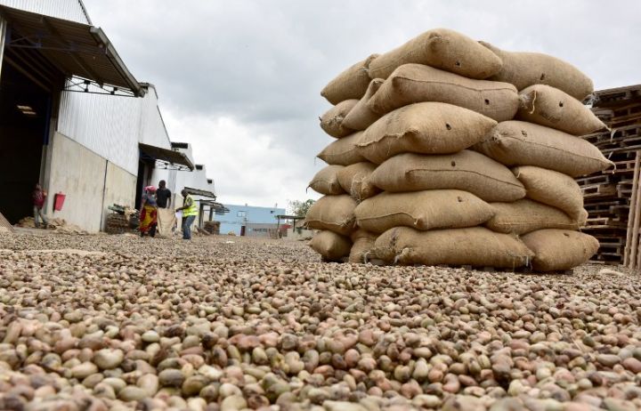 Image de Agriculture. La Côte d'Ivoire, l'un des leaders mondiaux dans la production de noix de cajou, se trouve à un carrefour critique. La gestion des stocks de noix brutes destinés aux marchés internationaux et locaux soulève des problématiques de souveraineté économique et de développement industriel. Malgré les tentatives de régulation, les transformateurs locaux peinent à obtenir les quantités nécessaires pour leur production, une situation exacerbée par les pratiques controversées des exportateurs. Mesures Gouvernementales Contournées En avril 2024, face à un manque récurrent d'approvisionnement des transformateurs locaux, le gouvernement ivoirien interdit l'exportation de 160 000 tonnes de noix brutes. L'objectif était clair : réserver ces stocks pour les besoins des usines locales et réduire la dépendance aux marchés extérieurs. Cependant, cette initiative bien intentionnée n'a pas porté ses fruits comme prévu. Le lobby des exportateurs, influent et bien organisé, a réussi à négocier avec le Conseil Coton et Anacarde (CCA) la vente de seulement 30 000 tonnes de ces stocks aux transformateurs locaux, à un prix largement supérieur à celui du marché. Cette concession a largement déçu les attentes des industriels locaux, les laissant avec une fraction insuffisante pour couvrir leurs besoins opérationnels. Les transformateurs, déjà confrontés à des défis logistiques et financiers, se sont heurtés à un autre obstacle majeur : la qualité des noix proposées. Les analyses révèlent que la majorité de ces 30 000 tonnes étaient de qualité médiocre, peu propices à une transformation locale efficace. Les coûts prohibitifs et la faible qualité des noix ont rendu leur acquisition économiquement non viable. Faute de matières premières suffisantes et de qualité, les transformateurs locaux sont contraints de fonctionner en sous-capacité, ce qui entrave leur compétitivité et leur développement. Cette situation récurrente met en péril la viabilité de l'industrie de transformation du cajou en Côte d'Ivoire, censée générer de la valeur ajoutée et des emplois locaux. Problèmes Structurels et Solutions Potentielles L'absence de supervision rigoureuse et d'arbitrage par le CCA lors de la cession des stocks illustre un manque de contrôle qui bénéficie aux exportateurs aux dépens des acteurs locaux. Ce déséquilibre dans la gestion des stocks et la fixation des prix nécessite une réforme urgente pour assurer une distribution équitable et transparente des ressources. Il est impératif d'adopter un modèle de régulation similaire à celui de la filière cacao, où des mesures protectrices garantissent un équilibre entre les exportateurs et les transformateurs. Cela inclurait des transferts de stocks à des prix justes et une qualité garantie, assurant ainsi la pérennité et l'efficacité de toute la chaîne de valeur du cajou. La filière cajou en Côte d'Ivoire se trouve à un tournant. Les défis rencontrés par les transformateurs locaux soulignent la nécessité d'une intervention gouvernementale plus forte et plus cohérente pour assurer une distribution équitable des ressources. Les réformes proposées doivent être rapidement mises en œuvre pour éviter que le secteur ne stagne ou ne régresse. La question demeure : comment le gouvernement peut-il renforcer sa régulation pour soutenir véritablement l'industrialisation de la filière cajou et favoriser le développement économique local ?