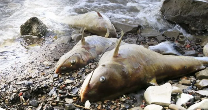 Image de Faits Divers. Le département de Zouan-Hounien, situé dans l'ouest de la Côte d'Ivoire, a récemment été le centre d'un grave incident environnemental. Un déversement de cyanure provenant d'une mine d'or a contaminé le fleuve Cavally et les eaux utilisées par les populations locales, entraînant l'intoxication de près de 200 personnes. Cet article explore les détails de l'incident, les réactions des autorités, et les mesures prises pour contenir et résoudre cette crise. Contexte de la Catastrophe Le week-end dernier, le fleuve Cavally, vital pour les communautés d'Ouyatouo et des régions avoisinantes, a été contaminé par une eau boueuse cyanurée suite à la rupture d'une valve d’un pipeline appartenant à l'entreprise minière canadienne Endeavour Mining. Cette catastrophe environnementale a provoqué une mortalité massive de poissons et a mis en danger la santé des populations locales qui dépendent de ces eaux pour leur consommation quotidienne. Dès la confirmation de la pollution, 185 personnes présentant des symptômes d'intoxication, telles que diarrhées, vomissements et maux de tête, ont été prises en charge par le centre de santé du village de Ouyatouo. Le préfet du département, Moussa Dao, a supervisé les opérations de secours et a assuré une réponse rapide aux besoins médicaux des affectés. Le Ministère de l’Environnement, du Développement Durable et de la Transition Écologique a rapidement réagi en envoyant une équipe conjointe du Centre Ivoirien Antipollution (CIAPOL) et du Laboratoire de l’Université de Man pour évaluer la situation et déterminer les causes exactes de la contamination. Une mise en demeure de cessation de pollution a été immédiatement servie à l’entreprise responsable. Endeavour Mining a agi pour maîtriser la source de la pollution et a commencé à fournir de l'eau potable aux populations affectées, en attendant la dépollution totale des eaux concernées. Le ministère a souligné que "fort heureusement, aucune perte en vies humaines n’est à déplorer" et continue de travailler avec l'entreprise pour garantir une résolution complète du problème. Sensibilisation et Précautions Une campagne de sensibilisation est en cours pour informer les résidents des dangers de l'utilisation des eaux contaminées. Le ministère insiste pour que les habitants évitent de consommer non seulement l'eau mais aussi les animaux et les végétaux affectés, et qu'ils se rendent immédiatement dans un centre de santé en présence de symptômes d'intoxication. L'incident soulève des inquiétudes importantes concernant la sécurité environnementale et sanitaire des pratiques minières dans la région. Il met également en lumière la nécessité d'une régulation et d'une surveillance accrues des activités industrielles, particulièrement dans des zones écologiquement sensibles. Le gouvernement ivoirien, à travers le Ministère de l’Environnement, a exprimé sa solidarité avec les victimes et a promis de prendre toutes les mesures nécessaires pour éviter une répétition de telles catastrophes. La situation à Zouan-Hounien est un rappel brutal de l'importance de la gestion environnementale et de la responsabilité corporative. Cette crise à Zouan-Hounien n'est pas seulement un incident isolé mais un signal d'alarme pour les autorités et les entreprises opérant dans des secteurs à risque. Elle souligne l'impératif de protéger les ressources naturelles et la santé publique contre les risques industriels. Comment les communautés et les autorités peuvent-elles mieux collaborer pour garantir la sécurité environnementale et prévenir de futures catastrophes dans des zones à risque comme Zouan-Hounien?