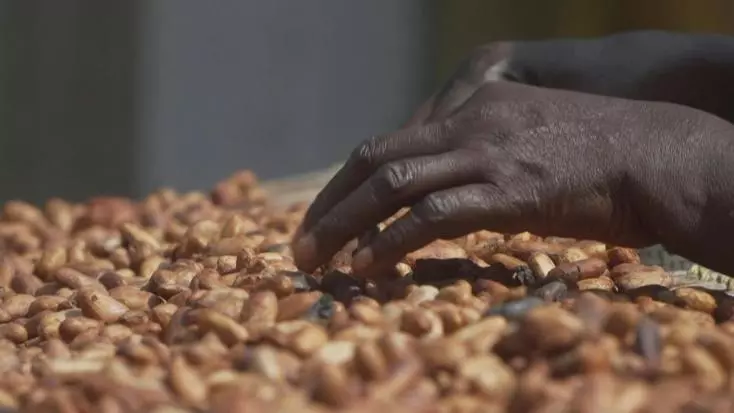 Image de Agriculture. Dans une démarche visant à renforcer l'indépendance économique et la compétitivité internationale, le gouvernement ivoirien, sous la direction du Président Alassane Ouattara, a mis en place une mesure de soutien significative pour les exportateurs de café et de cacao. Ces aides, annoncées pour les quatre prochaines campagnes agricoles, signalent un tournant stratégique dans la gestion des ressources clés du pays. Un plan de subvention ambitieux Le mercredi 10 juillet 2024, lors du point de presse du conseil des ministres au Palais de la présidence de la République à Abidjan, le ministre de la Communication, Amadou Coulibaly, a dévoilé les contours de cette initiative gouvernementale. "Dans le cadre de l'ordonnance du 28 décembre 2011, qui fixe les règles relatives à la commercialisation du café et du cacao, cette nouvelle mesure s'inscrit dans une volonté de promouvoir l'émergence de champions nationaux et de garantir leur compétitivité sur les scènes nationale et internationale," a-t-il précisé. L'objectif clairement affiché par le gouvernement ivoirien est de favoriser la croissance et la compétitivité des exportateurs et transformateurs locaux dans un secteur dominé traditionnellement par des acteurs internationaux. Cette stratégie vise non seulement à stimuler l'économie locale mais également à créer des emplois, à augmenter les revenus des agriculteurs et à sécuriser la chaine de valeur agricole dans le pays. Une réponse aux défis économiques Le secteur du café et du cacao en Côte d'Ivoire, tout en étant l'un des piliers de l'économie, fait face à des défis de taille, notamment la volatilité des prix sur les marchés internationaux et les impacts du changement climatique. La subvention annoncée est donc perçue comme une bouée de sauvetage pour les producteurs et exportateurs qui luttent pour maintenir leur compétitivité face à ces incertitudes croissantes. L'annonce de ces subventions pourrait avoir des répercussions significatives sur l'économie ivoirienne, renforçant son statut de leader mondial dans la production de cacao tout en stimulant son secteur caféier moins développé. "Nous envisageons une transformation structurelle de notre économie par le renforcement de nos capacités internes et la valorisation de nos produits sur le marché global," expliquait Amadou Coulibaly. Ce programme pourrait également encourager les investissements dans les technologies agricoles et les infrastructures, essentiels pour l'avenir du secteur. L'initiative du gouvernement ivoirien de subventionner les exportateurs de café et de cacao est un pas audacieux vers l'autosuffisance économique et la stabilisation d'un secteur vital. En assurant un soutien continu sur les quatre prochaines années, le pays semble déterminé à redéfinir son rôle sur l'échiquier international des matières premières agricoles. Toutefois, la réussite de cette entreprise dépendra de la capacité du gouvernement à mettre en œuvre efficacement ces mesures et à naviguer les défis globaux qui menacent le secteur. La question reste donc : ces efforts suffiront-ils pour faire de la Côte d'Ivoire le champion mondial du café et du cacao que le gouvernement espère?