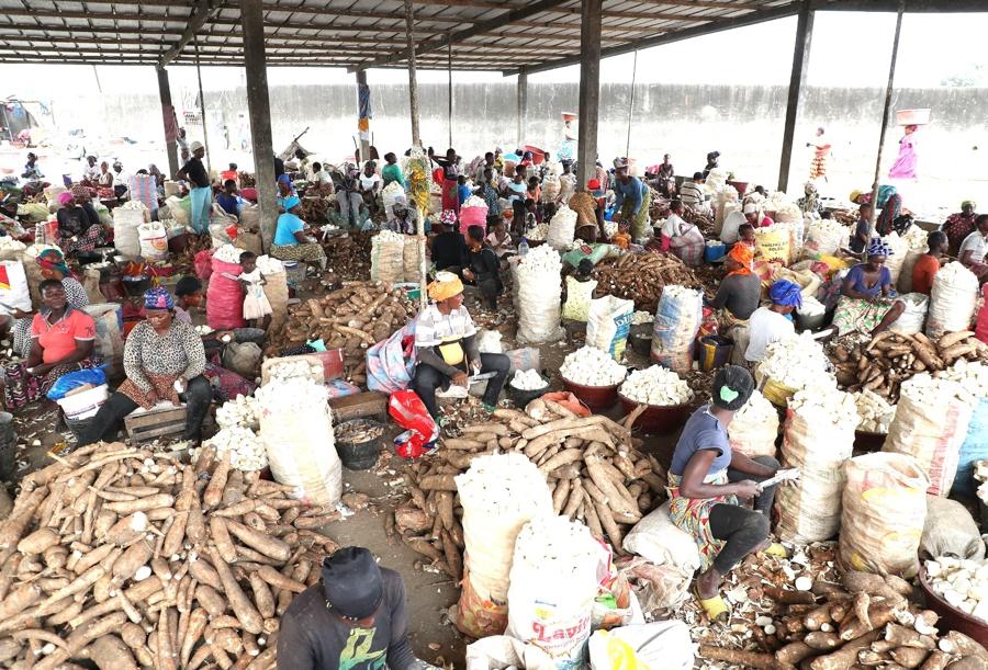 Image de Agriculture. La Côte d’Ivoire, pays au cœur du continent africain, accorde une importance croissante à la culture du manioc, un aliment de base crucial pour la sécurité alimentaire. À l’aube de 2025, le gouvernement ivoirien a mis en place des initiatives ambitieuses pour transformer cette culture vivrière en un pilier de l’économie nationale et régionale. Alors que la production de manioc connaît une croissance significative, l’accent est mis sur des objectifs ambitieux pour l’avenir, notamment une production de 8 millions de tonnes d’ici 2025. Cet article explore les efforts déployés par les autorités et les acteurs du secteur, tout en examinant les implications sociales et économiques de cette stratégie. L’importance stratégique du manioc en Côte d’Ivoire Le manioc, connu pour sa robustesse et sa capacité à pousser dans des conditions variées, est une culture essentielle en Côte d’Ivoire. Classé au deuxième rang des produits alimentaires les plus consommés après l’igname, il joue un rôle clé dans l’alimentation de la population, représentant un apport calorique significatif. À l’échelle mondiale, le manioc nourrit environ 800 millions de personnes, dont 500 millions en Afrique. Cette racine tubéreuse est particulièrement prisée pour sa capacité à résister aux conditions climatiques difficiles, ce qui en fait un atout majeur pour les pays en développement. Pour répondre à la demande croissante et assurer la sécurité alimentaire, le gouvernement ivoirien a fixé un objectif ambitieux : atteindre une production de 8 millions de tonnes de manioc d’ici 2025. Ce projet s’inscrit dans le cadre du Programme de Productions Alimentaires d’Urgence en Côte d’Ivoire (2PAUCI-CI), lancé en février 2024. Ce programme vise à augmenter les superficies cultivées, avec une ambition de 73 000 hectares de manioc plantés à partir de boutures à haut rendement. Depuis 2010, la production de manioc a considérablement augmenté, passant de 2,3 millions de tonnes à plus de 6,3 millions de tonnes en 2022. Cette progression témoigne des efforts déployés pour moderniser les pratiques agricoles et répondre aux besoins croissants. Le 2PAUCI-CI joue un rôle central en fournissant aux producteurs des intrants de qualité, tels que les semences et les engrais, pour soutenir cette croissance. Le Centre National de Recherche Agronomique (CNRA) est au cœur de l’initiative de modernisation de la culture du manioc. En mettant au point des variétés à haut rendement telles que Yavo, Yacé, Bonoua et Bocou, le CNRA vise à augmenter le rendement potentiel par hectare. Les variétés Bocou 5 et Bocou 9, en particulier, présentent un potentiel de rendement de 40 tonnes par hectare, offrant ainsi une réponse aux défis liés à la sécurité alimentaire. Parallèlement, le Centre Régional d’Excellence Wave pour les Phytopathogènes Transfrontaliers, soutenu par le ministère de l’Enseignement supérieur et de la Recherche scientifique, travaille sur les maladies virales du manioc. La campagne de sensibilisation « Ensemble sauvons notre manioc », lancée en mars 2022, a pour but de lutter contre des maladies comme la striure brune, surnommée l’Ebola du manioc, qui menace les récoltes et les revenus des producteurs. L’impact socio-économique : le manioc comme levier de développement Le manioc ne se contente pas de contribuer à la sécurité alimentaire ; il joue également un rôle crucial dans le développement économique et social des régions rurales. En Côte d’Ivoire, la culture du manioc est une source importante de revenus pour de nombreuses familles, et elle offre des opportunités d’emploi, notamment pour les femmes. Dans des régions comme N’Douci, Bouaké et Didiévi, le manioc a permis à de nombreuses femmes de sortir de la pauvreté. Les veuves des fonctionnaires à Man, soutenues par la Cgrae, ont trouvé dans la culture du manioc un moyen de subvenir à leurs besoins. Lydie Dion San Goué, présidente des veuves du Tonkpi, témoigne : « Nous avons décidé de créer des plantations de manioc avec l’aide de l’Ips-Cgrae de Man, et cela nous permet de subvenir à nos besoins. » Le Programme Social du Gouvernement (PsGouv) a également contribué à la promotion de la culture du manioc. En 2023, le bilan a révélé la production de 37 650 tonnes de manioc, avec la formation de 113 formateurs et 3 327 producteurs aux bonnes pratiques agricoles. Le Projet d’Appui du PSgouv (PaPsGouv) a permis à de nombreux jeunes, comme Séraphin Yopini, de se lancer dans la culture du manioc, avec des résultats prometteurs tels que les 20,4 tonnes récoltées par hectare. Les défis à relever : assurer la durabilité et la résilience Malgré les progrès réalisés, plusieurs défis restent à surmonter pour garantir la durabilité et la résilience de la production de manioc. L’un des principaux défis est la gestion des maladies virales qui peuvent décimer les cultures. La striure brune est particulièrement préoccupante et nécessite une surveillance continue et des interventions rapides. De plus, la mise en place d’infrastructures pour la transformation du manioc est essentielle pour maximiser la valeur ajoutée de la production. Le gouvernement a répondu à ce besoin en construisant et en équipant cinq unités semi-industrielles pour la transformation du manioc, dont celle de Sanata à N’Douci. Ces initiatives visent à renforcer la chaîne de valeur du manioc et à soutenir les femmes transformatrices qui jouent un rôle clé dans ce secteur. Alors que la Côte d’Ivoire se prépare à atteindre son objectif de production de 8 millions de tonnes de manioc d’ici 2025, il est crucial de continuer à surveiller les progrès réalisés et les défis rencontrés. L’accent mis sur la recherche, l’innovation et le soutien aux producteurs est un pas dans la bonne direction, mais il reste encore beaucoup à faire pour garantir la durabilité de cette culture vitale. La question se pose donc : comment la Côte d’Ivoire pourra-t-elle naviguer entre les défis et les opportunités pour faire du manioc un pilier de sa sécurité alimentaire et de son développement économique à long terme ?