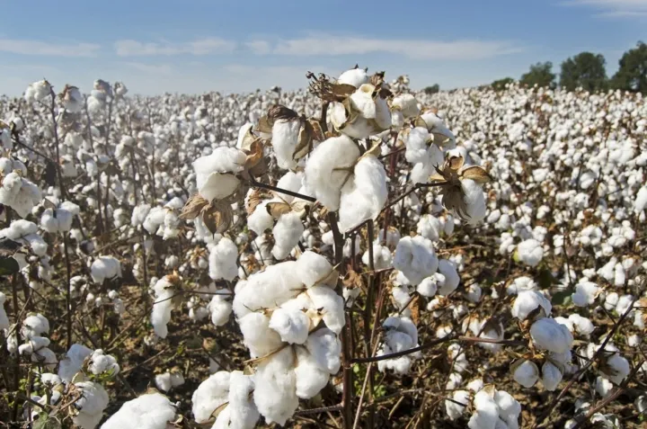 Image de Agriculture. La production de coton dans le département de Vavoua a connu une baisse alarmante ces dernières années, soulevant des préoccupations majeures quant à l'avenir de cette culture essentielle pour l'économie locale. Les causes de cette chute sont multiples, allant des ravageurs à la variabilité climatique, et appellent à des solutions urgentes et innovantes. Une Baisse de Production Alarmante La production cotonnière dans le département de Vavoua a drastiquement diminué, passant de 6000 tonnes à seulement 1200 tonnes entre les campagnes 2018-2019 et 2022-2023. Cette réduction de 80% représente une perte de 4800 tonnes en quatre ans, un chiffre qui reflète une crise profonde. Tchè Monhesséa Clément, responsable local de la Compagnie ivoirienne pour le développement des textiles (CIDT), a souligné cette situation préoccupante lors de son entretien avec l’Agence Ivoirienne de Presse (AIP) le 26 juillet 2024. Le rendement à l'hectare a également chuté, passant de deux tonnes à seulement 600 kg. Une des causes principales de cette diminution est l'infestation par les jassides, des insectes ravageurs qui prolifèrent en l'absence de pluies régulières. Ces parasites attaquent les feuilles du coton, diminuant la qualité et la quantité des récoltes. "Les jassides sont particulièrement destructeurs pendant les périodes de sécheresse," a expliqué Tchè Monhesséa Clément. En outre, le changement climatique joue un rôle critique. Les variations climatiques modifient les schémas de précipitations, rendant la culture du coton moins prévisible et plus vulnérable. Les sécheresses prolongées et les conditions climatiques extrêmes augmentent la sensibilité des cultures aux maladies et aux parasites. La diminution des terres cultivables exacerbe cette crise. L'expansion urbaine et les changements dans l'utilisation des sols réduisent l'espace disponible pour la culture du coton. "La pression sur les terres agricoles et la concurrence avec d'autres cultures plus rentables limitent les possibilités de production cotonnière," a ajouté M. Clément. Cette raréfaction des terres cultivables est une conséquence directe de l'urbanisation rapide et de la diversification agricole. Appel à l'Action et Solutions Proposées Face à cette situation alarmante, M. Tchè Monhesséa Clément appelle à une revitalisation de la culture du coton dans le département de Vavoua. Il affirme que la CIDT dispose de solutions pour contrer les jassides et d'autres problèmes de production. "Nous devons mettre en œuvre des mesures de gestion intégrée des nuisibles, améliorer les pratiques agricoles et mieux gérer les ressources hydriques," a-t-il déclaré. Pour inverser cette tendance, des stratégies adaptées sont nécessaires. Cela pourrait inclure des programmes de sensibilisation pour les agriculteurs, le développement de variétés de coton résistantes aux conditions climatiques extrêmes et l'amélioration des infrastructures agricoles. L'investissement dans des solutions durables et le renforcement du soutien aux producteurs sont essentiels pour revitaliser la culture du coton. La coopération internationale et le soutien des partenaires au développement jouent un rôle crucial. Les programmes de formation et les échanges de connaissances peuvent aider les agriculteurs à adopter de nouvelles techniques et technologies. De plus, les investissements dans la recherche agronomique peuvent conduire à la découverte de variétés de coton plus résistantes et productives. La baisse de la production de coton a des répercussions économiques et sociales significatives. Le coton est une culture de rente importante pour de nombreux agriculteurs à Vavoua, et sa diminution affecte leurs revenus et leur qualité de vie. "La production de coton est une source de subsistance pour de nombreuses familles," a souligné M. Clément. La crise actuelle menace la stabilité économique de la région. Les politiques publiques doivent également jouer un rôle clé. Le gouvernement peut soutenir les agriculteurs en offrant des subventions pour les intrants agricoles, en facilitant l'accès au crédit et en investissant dans les infrastructures rurales. Des politiques environnementales efficaces sont également nécessaires pour atténuer les effets du changement climatique et protéger les cultures contre les ravageurs. Pour garantir la durabilité de la culture du coton, il est crucial d'adopter des pratiques agricoles respectueuses de l'environnement. L'agroécologie, par exemple, peut aider à créer des systèmes agricoles résilients et durables. "Nous devons intégrer des pratiques durables pour assurer la viabilité à long terme de notre agriculture," a affirmé M. Clément. La Voix des Agriculteurs Les agriculteurs eux-mêmes ont un rôle central à jouer. Leurs expériences et connaissances locales sont essentielles pour développer des solutions adaptées aux défis spécifiques de la région. "Les agriculteurs doivent être au cœur de toutes les stratégies de développement agricole," a insisté M. Clément. La participation active des agriculteurs dans les processus de décision et de mise en œuvre des politiques est cruciale. Malgré les défis, il existe des raisons d'être optimistes. Avec un soutien adéquat, des stratégies adaptées et une coopération étroite entre tous les acteurs, il est possible de revitaliser la production de coton à Vavoua. Les initiatives en cours montrent déjà des signes prometteurs, et il est essentiel de maintenir cet élan. En conclusion, la crise de la production cotonnière à Vavoua est un signal d'alarme qui nécessite une réponse rapide et coordonnée. Les défis sont nombreux, mais avec une approche stratégique et collaborative, il est possible de surmonter ces obstacles et de garantir un avenir prospère pour la culture du coton dans la région. La situation actuelle appelle à un nouveau paradigme agricole, où la durabilité, l'innovation et la résilience sont au cœur des stratégies de développement. La transformation de l'agriculture à Vavoua pourrait servir de modèle pour d'autres régions confrontées à des défis similaires. "Nous devons repenser notre approche de l'agriculture pour assurer un avenir durable," a conclu M. Clément. En fin de compte, la question qui se pose est : quelles mesures supplémentaires peuvent être prises pour assurer la pérennité de la production cotonnière et garantir la sécurité alimentaire et économique des agriculteurs de Vavoua dans un contexte de changement climatique et de pression croissante sur les ressources agricoles ?