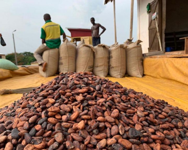 Image de Agriculture. Le délégué national de l'Organisation Nationale des Agriculteurs de Côte d'Ivoire (ONACI), Mambo Faustin, a récemment lancé un appel pressant pour une révision à la hausse du prix du kilogramme de cacao, actuellement fixé à 1 500 FCFA. Cette requête, formulée lors de la troisième édition de la Journée Nationale des Agriculteurs, met en lumière les préoccupations croissantes des producteurs de cacao face aux défis économiques du secteur. Le discours de Mambo Faustin, qui s’est tenu à Montézo, un village situé à environ huit kilomètres d'Alépé, a attiré l'attention sur la nécessité d'ajuster les prix pour garantir la viabilité économique des exploitations agricoles et répondre aux besoins croissants des producteurs. Cette demande intervient dans un contexte où le cacao, pilier économique de la Côte d'Ivoire, est confronté à des défis importants liés à la fluctuation des prix et aux conditions de vie des agriculteurs. Contexte Économique et Importance du Cacao pour la Côte d'Ivoire La Côte d'Ivoire, premier producteur mondial de cacao, joue un rôle crucial dans le marché international du chocolat. Le cacao représente une part significative du produit intérieur brut (PIB) et des exportations du pays, faisant de son secteur agricole un acteur clé de l'économie nationale. La fixation du prix du cacao à 1 500 FCFA par kilogramme pour la campagne intermédiaire a été perçue comme une mesure de soutien aux agriculteurs. Toutefois, face à l'augmentation des coûts de production et à la pression économique croissante, de nombreux producteurs estiment que cette réévaluation n'est pas suffisante pour assurer leur rentabilité et leur sécurité financière. Les agriculteurs ivoiriens, qui dépendent largement du cacao pour leur subsistance, font face à des défis tels que l'augmentation des coûts des intrants, les fluctuations climatiques et les conditions de travail difficiles. Dans ce contexte, la demande d'une augmentation du prix du cacao est devenue un enjeu crucial pour préserver la durabilité des exploitations et améliorer les conditions de vie des producteurs. Les Arguments en Faveur de la Revalorisation du Prix du Cacao Lors de la journée nationale des agriculteurs, Mambo Faustin a exprimé les préoccupations des producteurs en soulignant que le prix actuel de 1 500 FCFA ne reflète pas les réalités économiques des exploitations agricoles. « Je traduis au nom des agriculteurs de Côte d'Ivoire toute notre reconnaissance au président, Alassane Ouattara, pour l’effort consenti à la fixation du kilogramme de cacao à 1 500 FCFA pour la campagne intermédiaire, ainsi que pour les autres produits. Nous profitons de la même occasion pour présenter la doléance de pouvoir rehausser ce prix pour la prochaine campagne, pour le bonheur des producteurs », a déclaré Mambo Faustin. Les arguments en faveur d'une augmentation du prix incluent la nécessité de couvrir les coûts de production croissants, de garantir des revenus équitables aux producteurs et de soutenir le développement durable du secteur. Les coûts des intrants, tels que les engrais et les pesticides, ont augmenté, mettant une pression supplémentaire sur les marges bénéficiaires des agriculteurs. De plus, les conditions climatiques changeantes, comme les sécheresses ou les inondations, affectent également la production, rendant encore plus nécessaire une réévaluation des prix. Hommages et Récompenses : Un Regard sur les Contributions à l'Agriculture Ivoirienne La Journée Nationale des Agriculteurs, célébrée à Montézo, a été l'occasion de rendre hommage aux pionniers de l'agriculture en Côte d'Ivoire, en particulier à Félix Houphouët-Boigny, le premier président et premier agriculteur du pays. Houphouët-Boigny, avec sa vision éclairée, a joué un rôle déterminant dans le développement du secteur agricole ivoirien. Son héritage continue d'influencer les politiques agricoles et de servir de modèle pour les générations actuelles d'agriculteurs. En reconnaissance des contributions significatives à l’agriculture, des acteurs du secteur ont été récompensés lors de l'événement. Ces récompenses visent à encourager l'engagement et les efforts continus pour promouvoir l'agriculture, tout en soulignant l'importance de l'innovation et du dévouement dans le secteur. La conseillère à l'ambassade du Cameroun, Njikam Sanatou, a également exprimé la volonté de son pays de collaborer avec la Côte d'Ivoire pour un échange d'expertises agricoles. Cette collaboration internationale pourrait offrir des opportunités de partage des meilleures pratiques et de renforcement des capacités pour les producteurs ivoiriens. Projets Futurs et Impact sur les Agriculteurs Les projets de développement agricole en Côte d'Ivoire continuent de progresser, avec des initiatives visant à améliorer les infrastructures, à soutenir les pratiques durables et à accroître la productivité. Cependant, malgré ces efforts, les agriculteurs restent confrontés à des défis importants. L'augmentation du prix du cacao pourrait jouer un rôle crucial dans la stabilité du secteur et dans la promotion d'une agriculture durable. Le soutien à l'agriculture ne se limite pas à des ajustements de prix, mais inclut également des efforts pour améliorer les conditions de vie des producteurs, renforcer la résilience aux crises climatiques et promouvoir des pratiques agricoles durables. Les initiatives en cours, telles que les projets de construction d'écoles d'excellence pour les jeunes filles et les agoras, témoignent d'un engagement en faveur du développement rural et de l'éducation. En conclusion, l'appel à une augmentation du prix du cacao souligne la nécessité de soutenir les agriculteurs dans un environnement économique complexe. Alors que les discussions se poursuivent sur la manière de répondre aux besoins des producteurs tout en soutenant l'économie nationale, une question persiste : Comment les décideurs peuvent-ils équilibrer les intérêts des agriculteurs avec les exigences économiques et les attentes du marché mondial du cacao ?