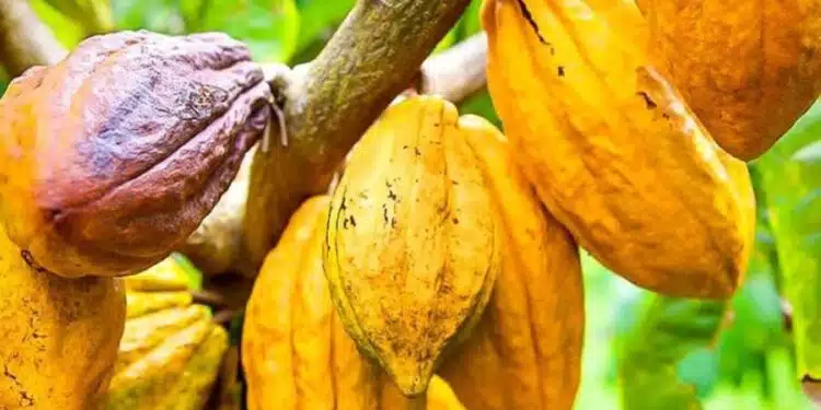 Image de Agriculture. La tension monte en Côte d'Ivoire dans le secteur crucial du café-cacao, alors que deux syndicats de producteurs expriment leur profonde inquiétude face aux décisions récentes du Conseil du Café-Cacao (CCC). Le Syndicat national agricole pour le progrès en Côte d’Ivoire (Synapci) et l’Association nationale des producteurs de café-cacao de Côte d’Ivoire (Anaproci) dénoncent une série de dysfonctionnements dans la gestion de la filière, appelant les autorités à agir rapidement pour éviter une crise majeure. Les syndicats montent au créneau : une dénonciation en règle En Côte d'Ivoire, le secteur du café-cacao est un pilier économique, représentant une part significative des revenus du pays. Pourtant, derrière cette réussite apparente, les acteurs de la filière expriment de plus en plus leur frustration. Les syndicats, en particulier le Synapci et l'Anaproci, ont récemment pris la parole pour dénoncer des pratiques qu'ils jugent injustes et préjudiciables pour les producteurs. Lors d'une intervention médiatique, ces syndicats ont pointé du doigt deux problèmes majeurs. Le premier concerne le processus ayant conduit à la création de l’Organisation interprofessionnelle agricole (OIA), une structure censée représenter les intérêts des producteurs. Toutefois, pour les syndicats, ce processus a été mené de manière opaque et sans véritable concertation avec les parties prenantes. "Le processus d’information, de formation et de timing à l’égard des organisations existantes est bâclé, nul ne connaît le contenu de cette OIA que nous avons appelée de nos vœux", ont-ils déploré. Cette situation, selon eux, menace l’équilibre et la légitimité de la filière. Kanga Koffi, président de l'Anaproci, a été particulièrement virulent : "On veut nous imposer une organisation fantoche de copains qui ne respecte pas les critères objectifs." Ce manque d'objectivité et de transparence dans la création de l'OIA, accusent-ils, risque de creuser davantage le fossé entre les producteurs et les instances dirigeantes. Le second point de discorde majeur concerne la fixation des prix du cacao pour la nouvelle campagne. Bien que le gouvernement ait récemment annoncé une augmentation du prix bord champ garanti à 1 500 FCFA le kilogramme pour la campagne intermédiaire 2023-2024, les syndicats restent sceptiques. Ils estiment que cette hausse, bien que bienvenue, ne reflète pas pleinement les réalités du marché et les besoins des producteurs. Les cacaoculteurs, en suspens depuis l'annonce, attendent désormais avec anxiété les prix pour la nouvelle campagne. "Nous avons suspendu notre mot d’ordre de grève durant la campagne intermédiaire 2023-2024. Nous attendons donc avec beaucoup d’intérêt le prix pour la nouvelle campagne", ont-ils souligné. Cette attente est d'autant plus marquée que des rumeurs circulent sur des ventes de cacao déjà conclues par le CCC jusqu’en 2025. "Pour une question de transparence, les producteurs veulent savoir à quel prix ces différentes ventes ont été conclues", insistent les syndicats. Cette situation reflète une crise de confiance profonde entre les producteurs de cacao et le Conseil du Café-Cacao, accusé de prendre des décisions unilatérales sans consultation adéquate. Pour les syndicats, le manque de transparence dans la gestion des ventes et la fixation des prix alimente un sentiment de frustration et d'injustice parmi les producteurs. Les conséquences potentielles sur la filière café-cacao Le mécontentement des syndicats n'est pas un simple coup de colère passager. Il témoigne de problèmes structurels plus profonds qui, s'ils ne sont pas résolus, pourraient avoir des conséquences graves sur la filière café-cacao en Côte d'Ivoire. Cette filière, vitale pour l'économie ivoirienne, repose en grande partie sur la stabilité et la satisfaction des producteurs, qui sont à la base de la chaîne de valeur. Une crise de confiance prolongée pourrait conduire à une baisse de la production, voire à des mouvements de grève qui paralyseraient l'ensemble de la filière. Les conséquences économiques seraient désastreuses, non seulement pour les producteurs, mais aussi pour l'ensemble de l'économie ivoirienne, qui dépend largement des exportations de cacao. En outre, la situation pourrait également affecter la réputation de la Côte d'Ivoire sur les marchés internationaux. Les acheteurs de cacao, confrontés à des incertitudes sur l'approvisionnement et à des tensions sociales, pourraient se tourner vers d'autres pays producteurs, affaiblissant ainsi la position de la Côte d'Ivoire en tant que leader mondial du cacao. Face à cette situation tendue, les syndicats appellent les autorités à réagir rapidement et de manière décisive. Pour eux, il est impératif de rétablir le dialogue entre le CCC et les producteurs, afin de trouver des solutions durables aux problèmes soulevés. "Nous demandons une véritable concertation, où les voix des producteurs seront entendues et prises en compte", a déclaré un responsable syndical. Cette demande est d'autant plus pressante que les enjeux sont considérables. Il ne s'agit pas seulement de régler des différends ponctuels, mais de repenser en profondeur le modèle de gouvernance de la filière café-cacao en Côte d'Ivoire. Pour les syndicats, cela passe par une plus grande transparence, une meilleure répartition des revenus et une reconnaissance réelle du rôle central des producteurs dans la filière. L'Organisation interprofessionnelle agricole : une structure controversée La création de l'OIA, censée fédérer les acteurs de la filière, est au cœur des critiques des syndicats. Pour le Synapci et l'Anaproci, cette structure ne reflète pas la réalité du terrain et risque de déstabiliser davantage la filière. "L’OIA mise en place est une structure fantoche qui ne reflète pas la légitimité sur le terrain", ont-ils dénoncé. Selon eux, l'OIA est perçue comme une tentative de centralisation du pouvoir entre les mains de quelques-uns, au détriment des véritables acteurs de la filière. Ce sentiment de marginalisation est exacerbé par le manque de clarté sur les objectifs et les modes de fonctionnement de cette organisation. Pour les syndicats, il est essentiel que l'OIA soit repensée pour véritablement représenter les intérêts des producteurs et non ceux d'une élite déconnectée de la réalité du terrain. Bien que la fixation des prix soit un enjeu central, les revendications des producteurs vont bien au-delà. Ils réclament une réforme en profondeur de la filière, incluant une meilleure gouvernance, une redistribution plus équitable des revenus et un soutien accru aux initiatives locales. "Il ne suffit pas d'augmenter les prix, il faut aussi s'assurer que les producteurs puissent vivre décemment de leur travail", a déclaré un représentant syndical. Ces revendications mettent en lumière les défis structurels auxquels est confrontée la filière café-cacao en Côte d'Ivoire. Les producteurs, qui sont au cœur de cette industrie, se sentent souvent laissés pour compte, malgré leur contribution essentielle à l'économie du pays. Pour eux, il est temps que leurs voix soient enfin entendues et que des mesures concrètes soient prises pour améliorer leurs conditions de vie. Alors que la situation reste tendue, une question demeure : la Côte d'Ivoire est-elle au bord d'une crise majeure dans le secteur café-cacao ? Les tensions actuelles, si elles ne sont pas résolues rapidement, pourraient dégénérer en un conflit ouvert entre les syndicats et les autorités, avec des conséquences imprévisibles pour l'ensemble de la filière. Les prochains mois seront décisifs pour l'avenir du café-cacao en Côte d'Ivoire. Les autorités parviendront-elles à désamorcer cette crise en répondant aux attentes des producteurs ? Ou bien assisterons-nous à une montée des tensions qui pourrait ébranler l'une des industries les plus importantes du pays ?